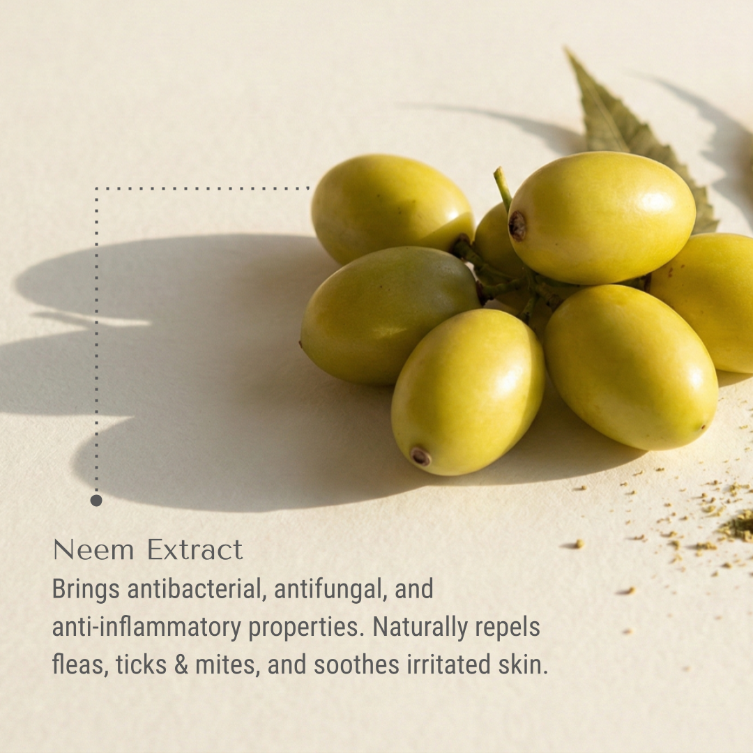 KI-payson-neem.png