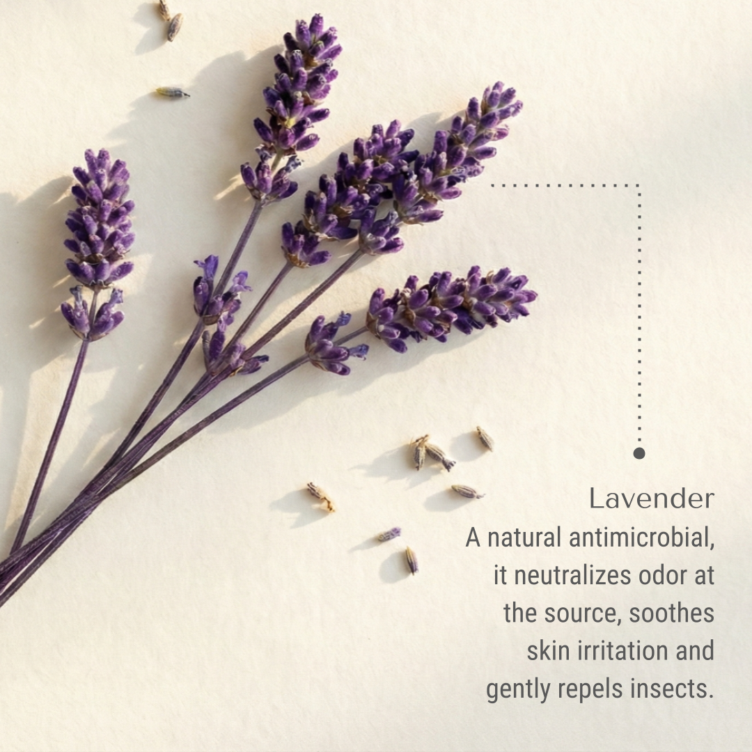 KI-harry-lavender.png