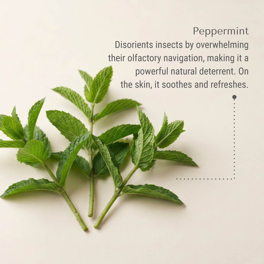 KI-buggin-peppermint.png
