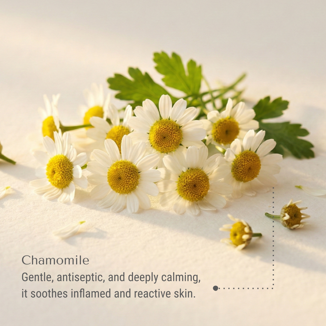KI-payson-chamomile.png