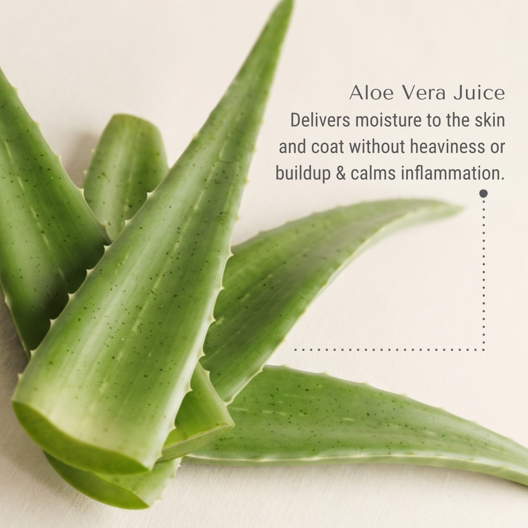 KI-harry-aloe.png