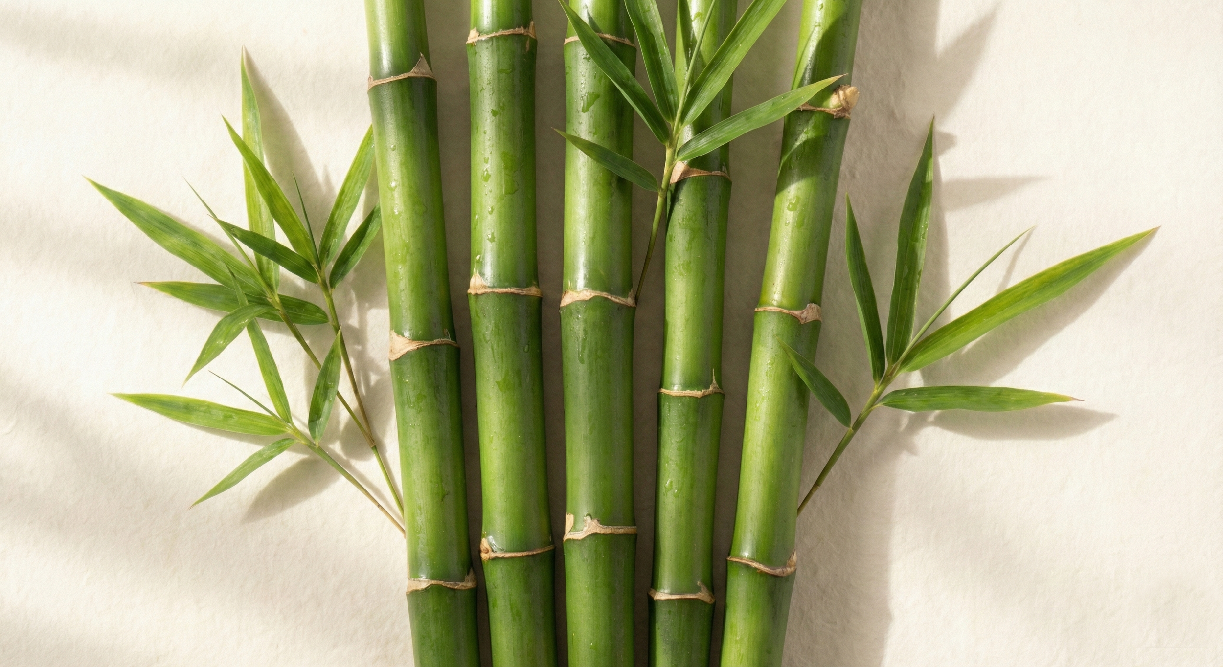 bamboo.png