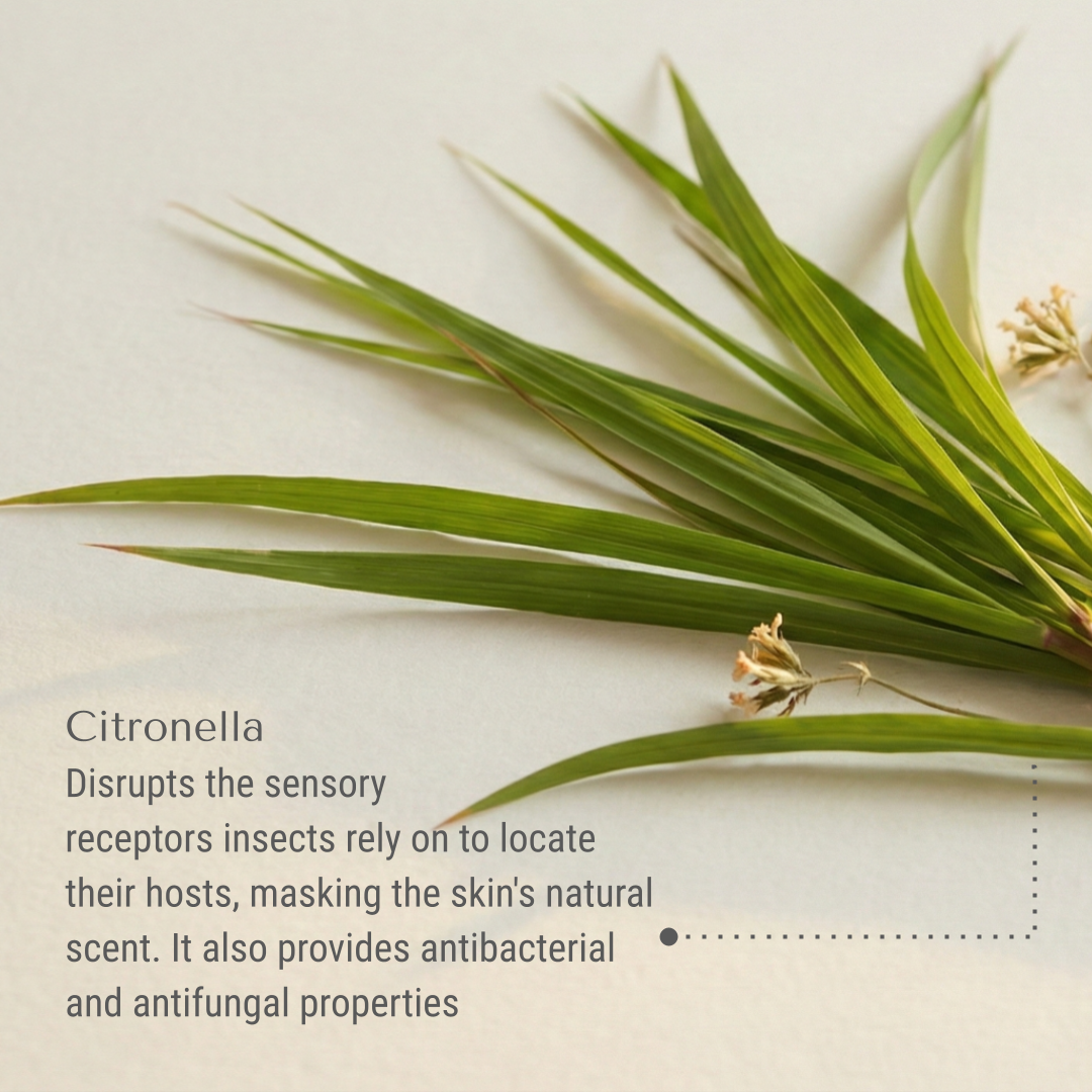 KI-buggin-citronella.png