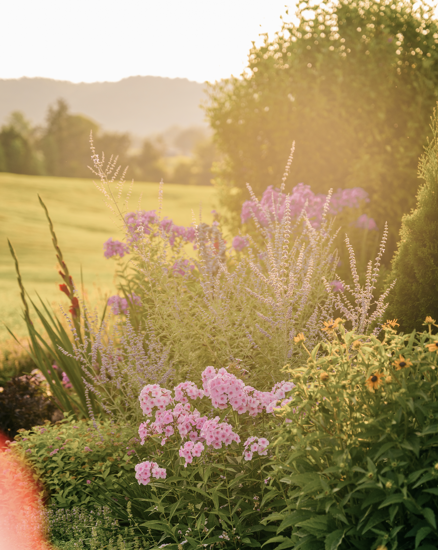 Hey Honeysuckle Cottage Gardening Consult