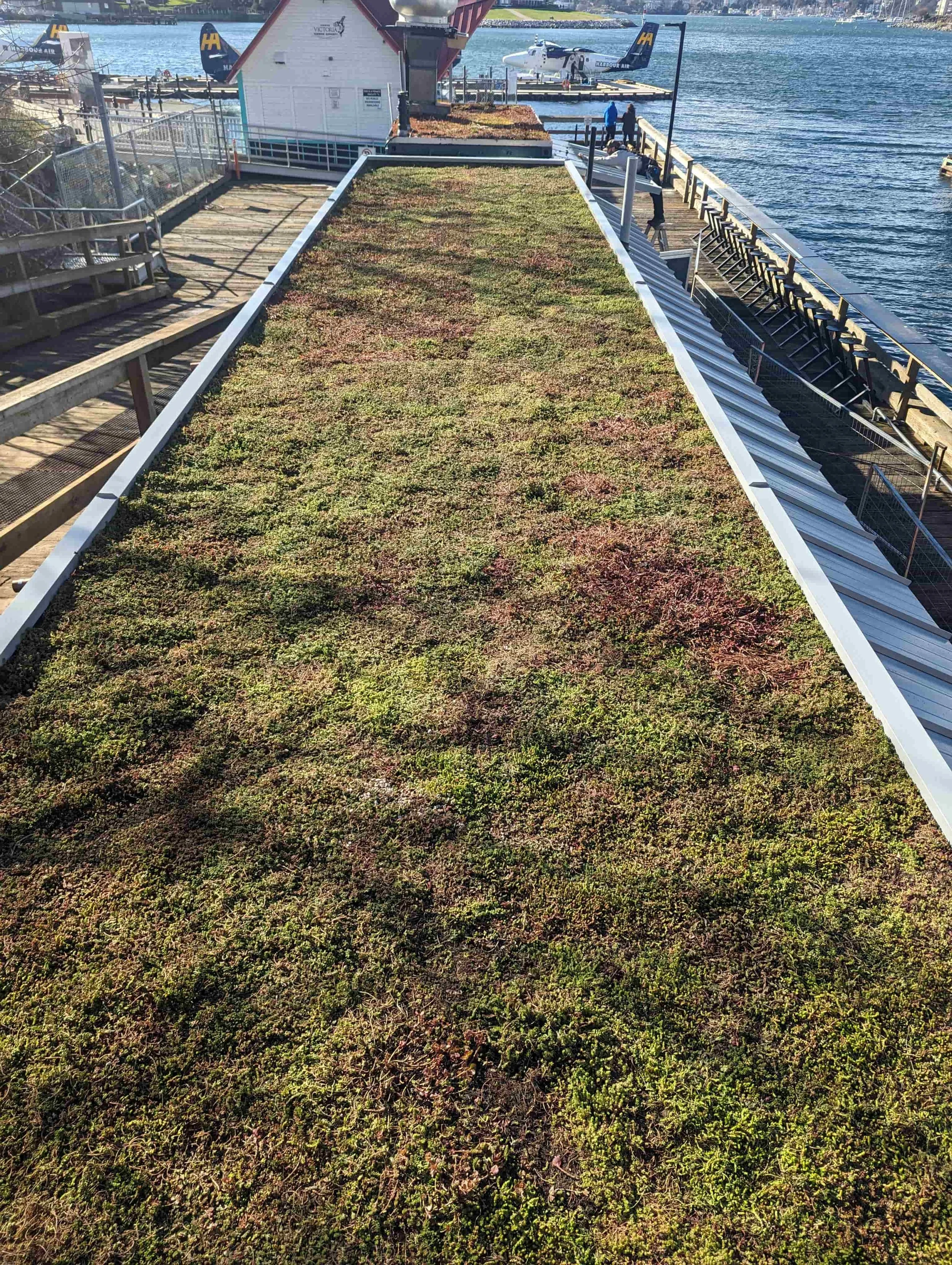 Metal and grass roof in Victoria Harbour. 
