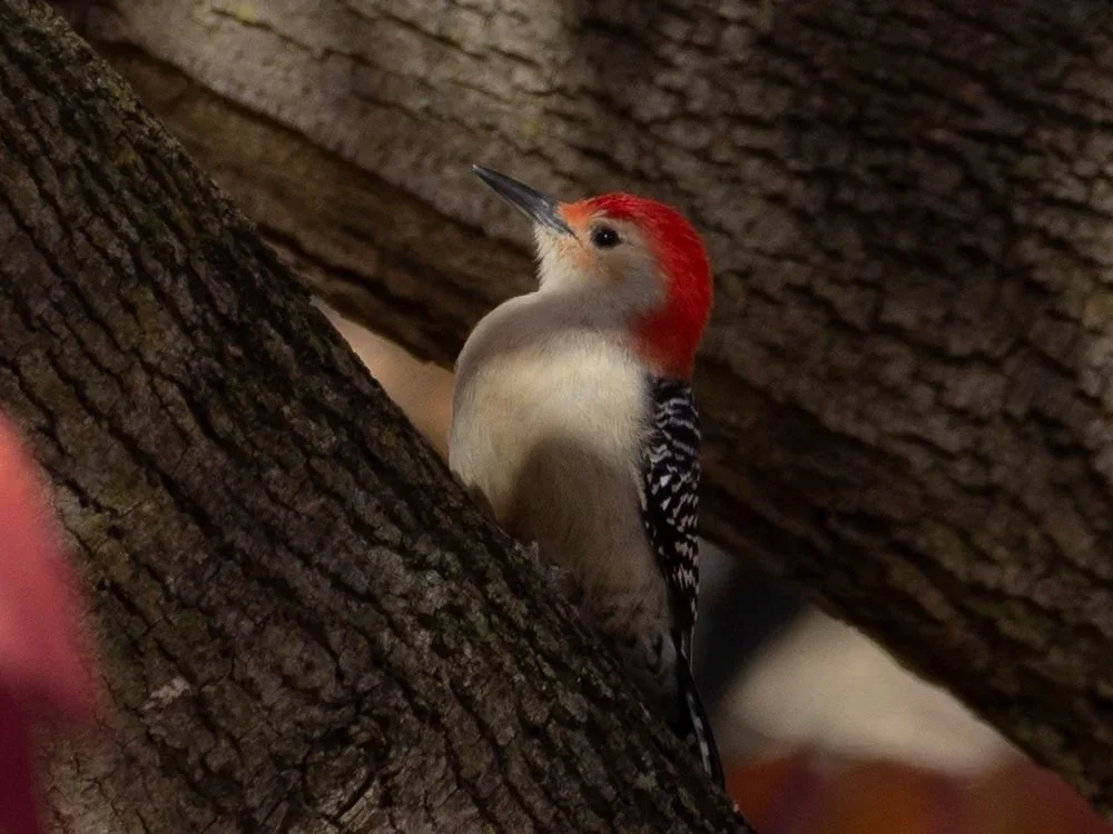 Red-bellied Woodpecker - Photo: Edgar Spalding