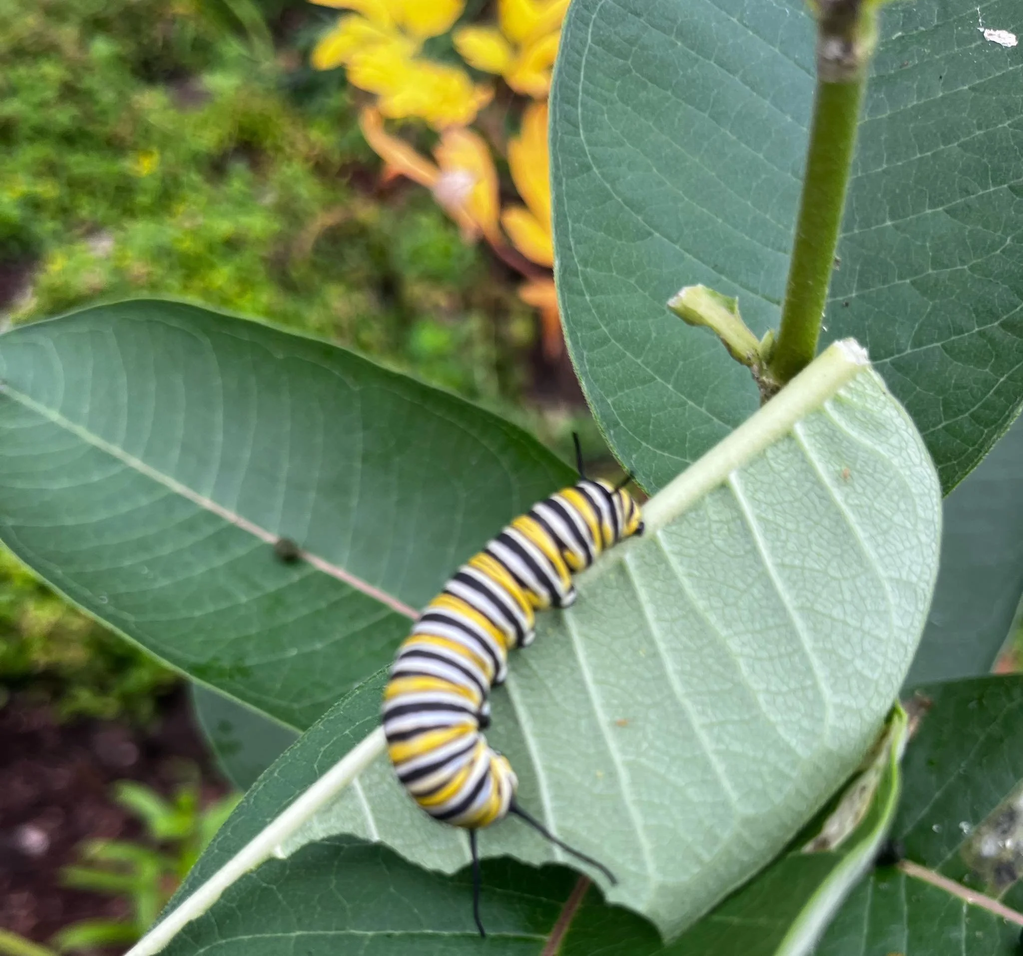 Monarch Catepillar - Photo: Anjie Ostrem