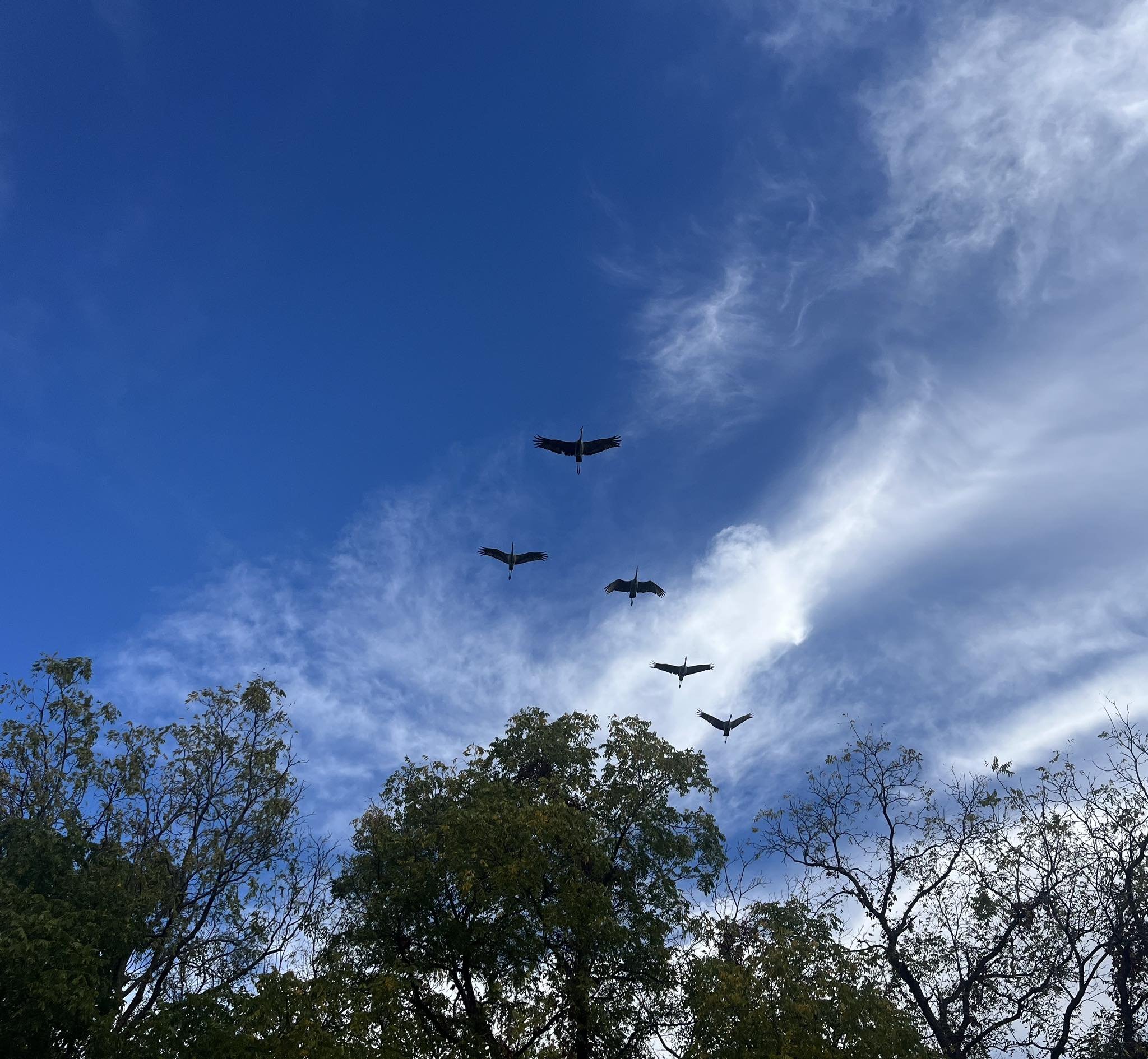 Sandhill Cranes - Photo: Julie Waldren