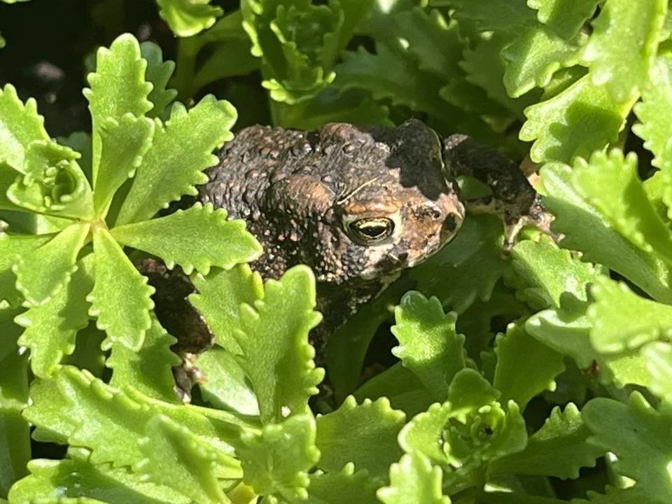 American Toad - Photo Anjie Ostrem