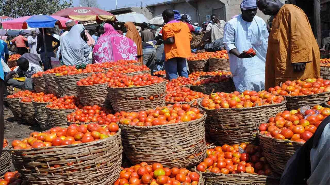 Tomato Farmers in Kaduna and Kano Urge Government Action to Curb Post-Harvest Losses