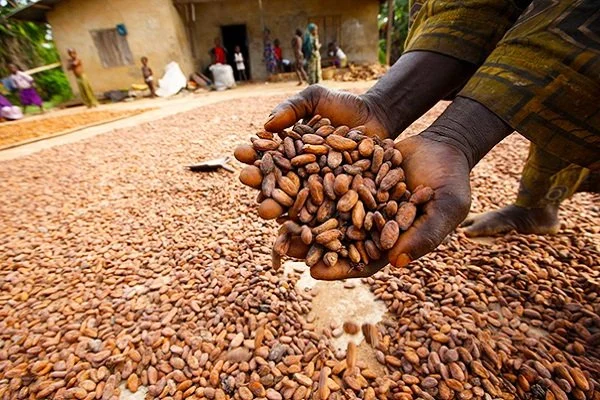 Nigeria’s Cocoa and Cashew Exports Dominate Agricultural Trade in 2025