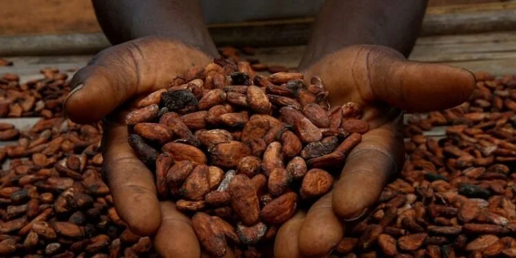 Cocoa Prices Jump 24% in May Amid Farmer Protests and Weak Rainfall