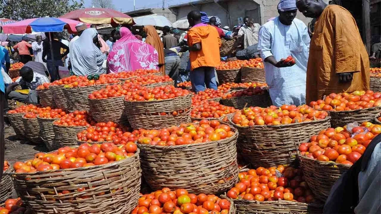 Kaduna-Kano-Tomatoes-farmers-laments