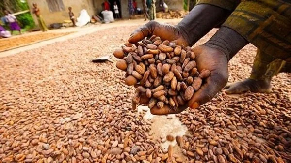 Nigeria-Cocoa-Cashew.jpg