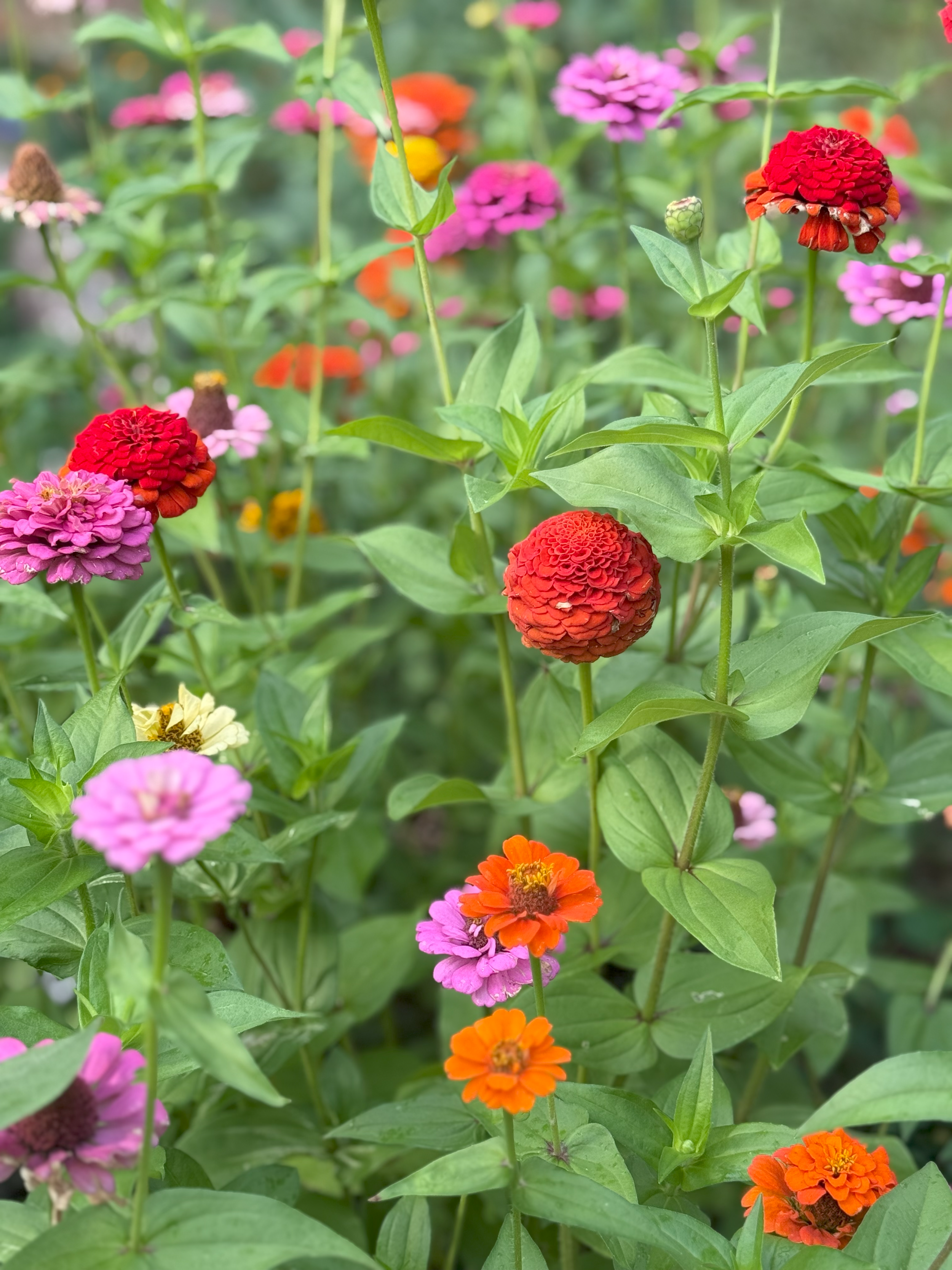 Pink, orange and red flowers in greenery