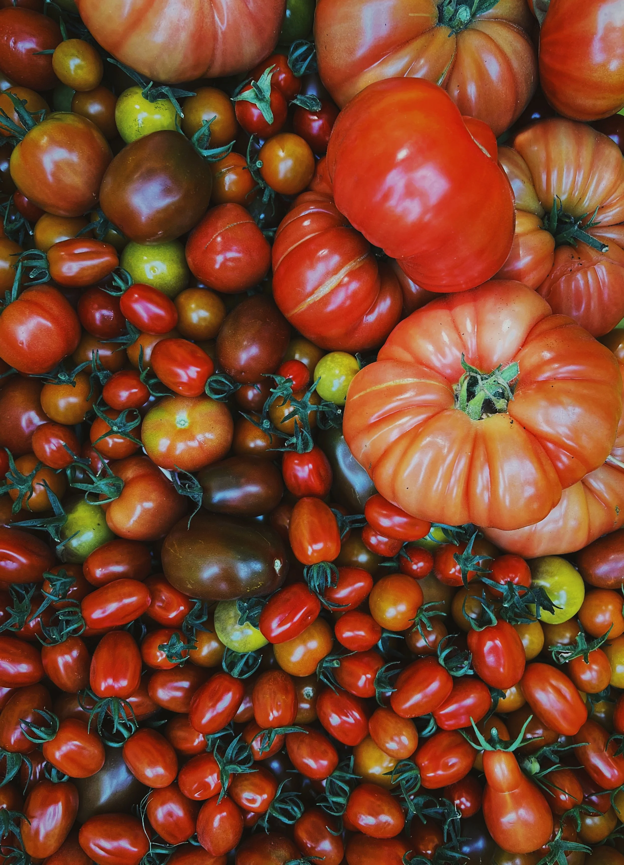Tomatoes of different colors and sizes