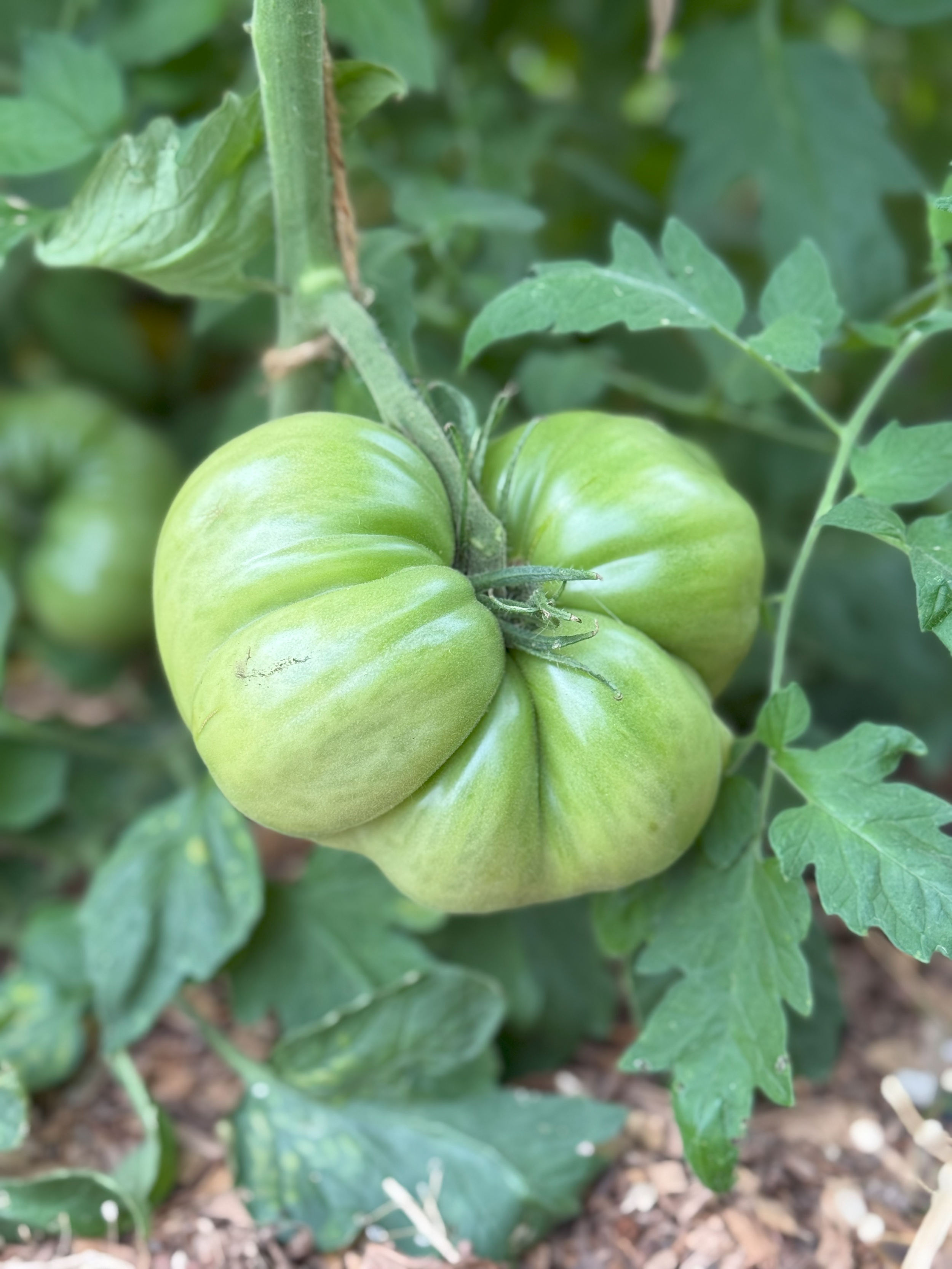A green tomato