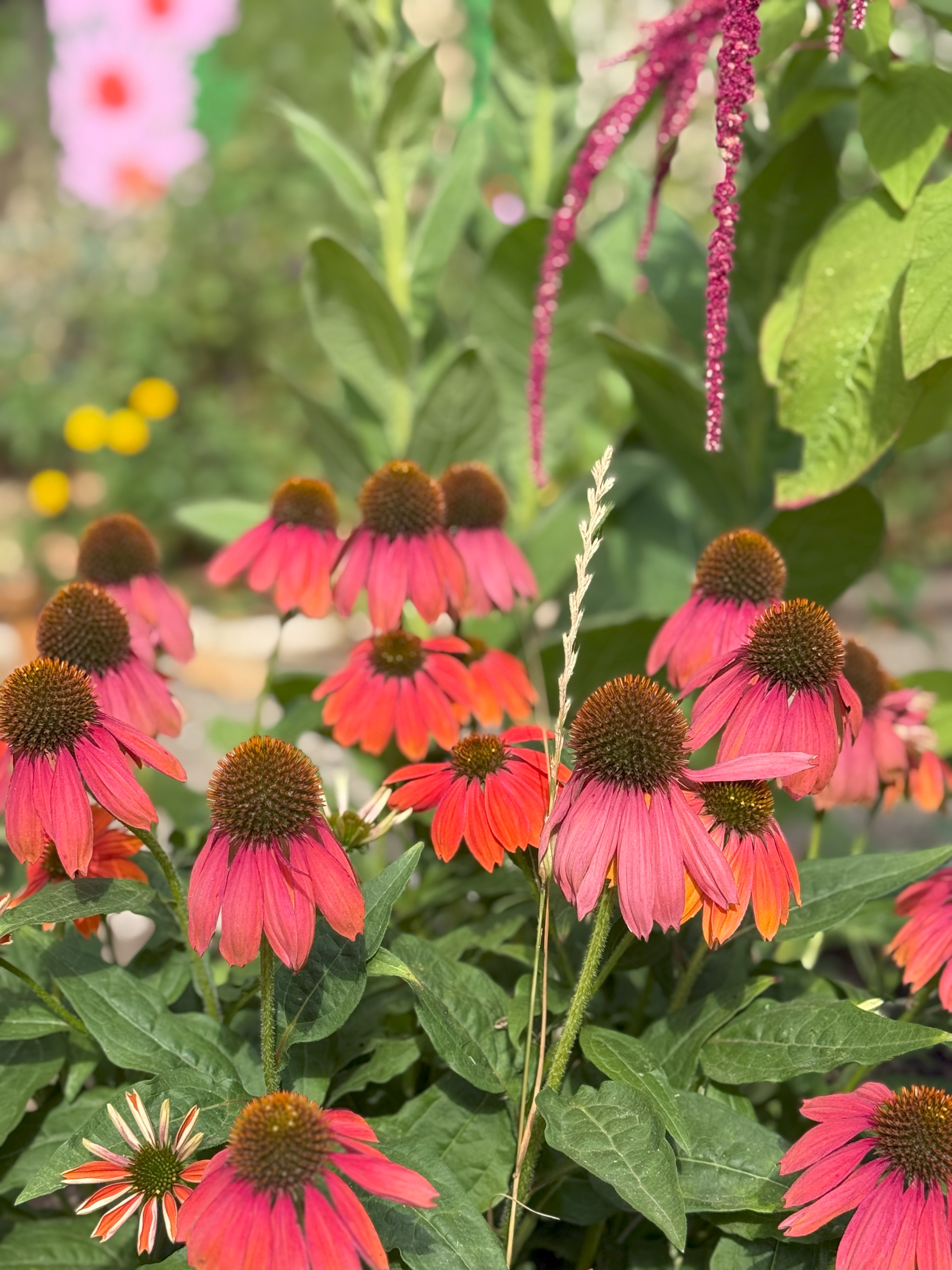 Pink flowers