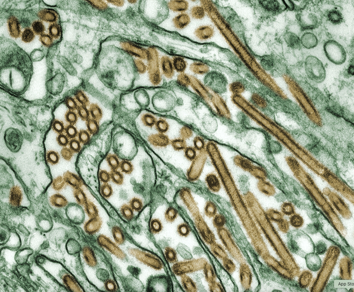 Understanding how viruses evolve&nbsp;