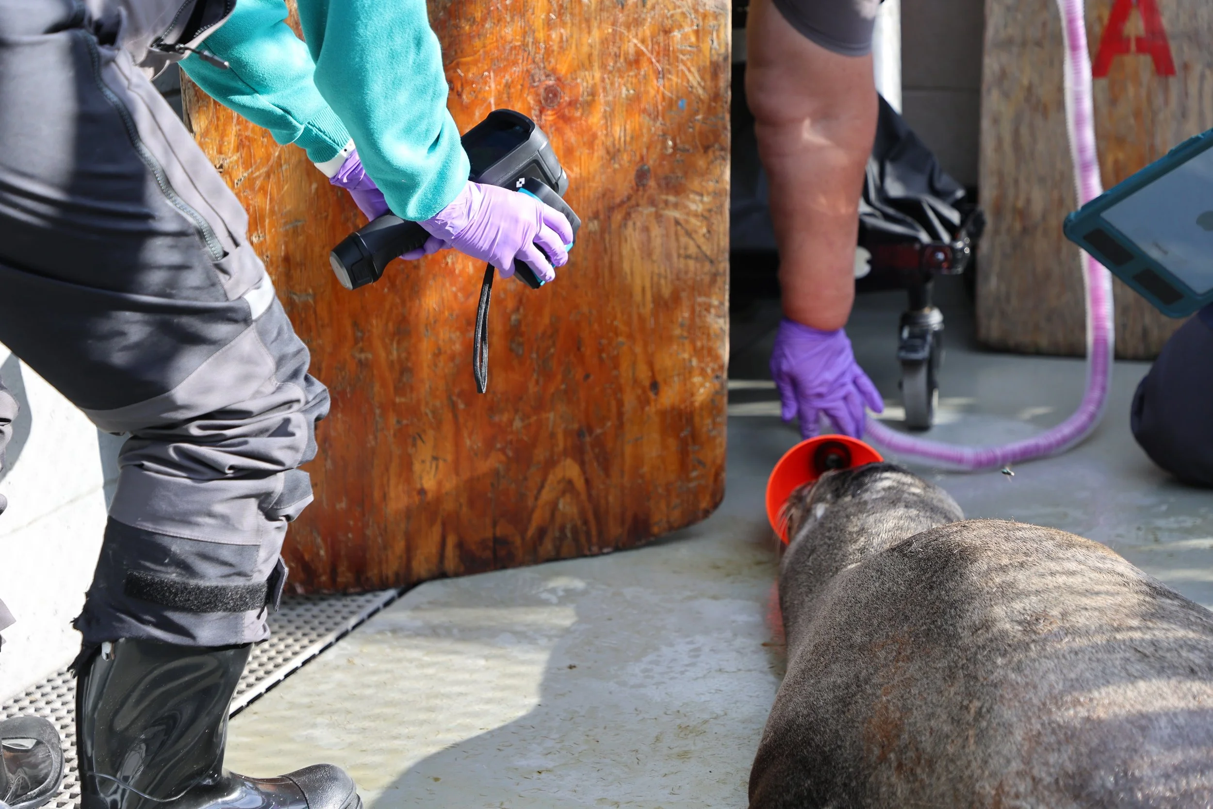 Thermal imagery of a California Sea Lion under anesthesia for a medical examination at The Marine Mammal Center