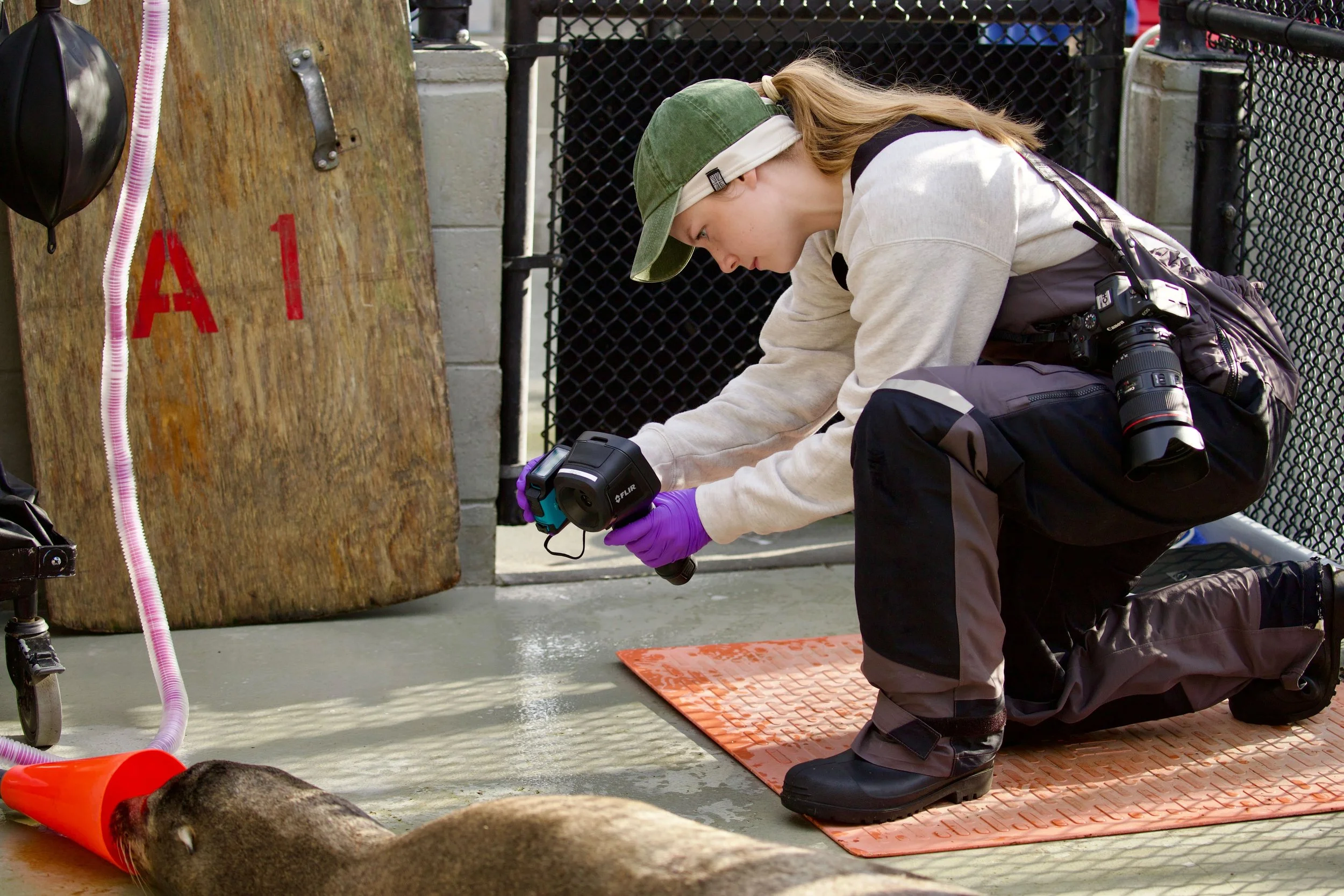 CPI collaborations with The Marine Mammal Center