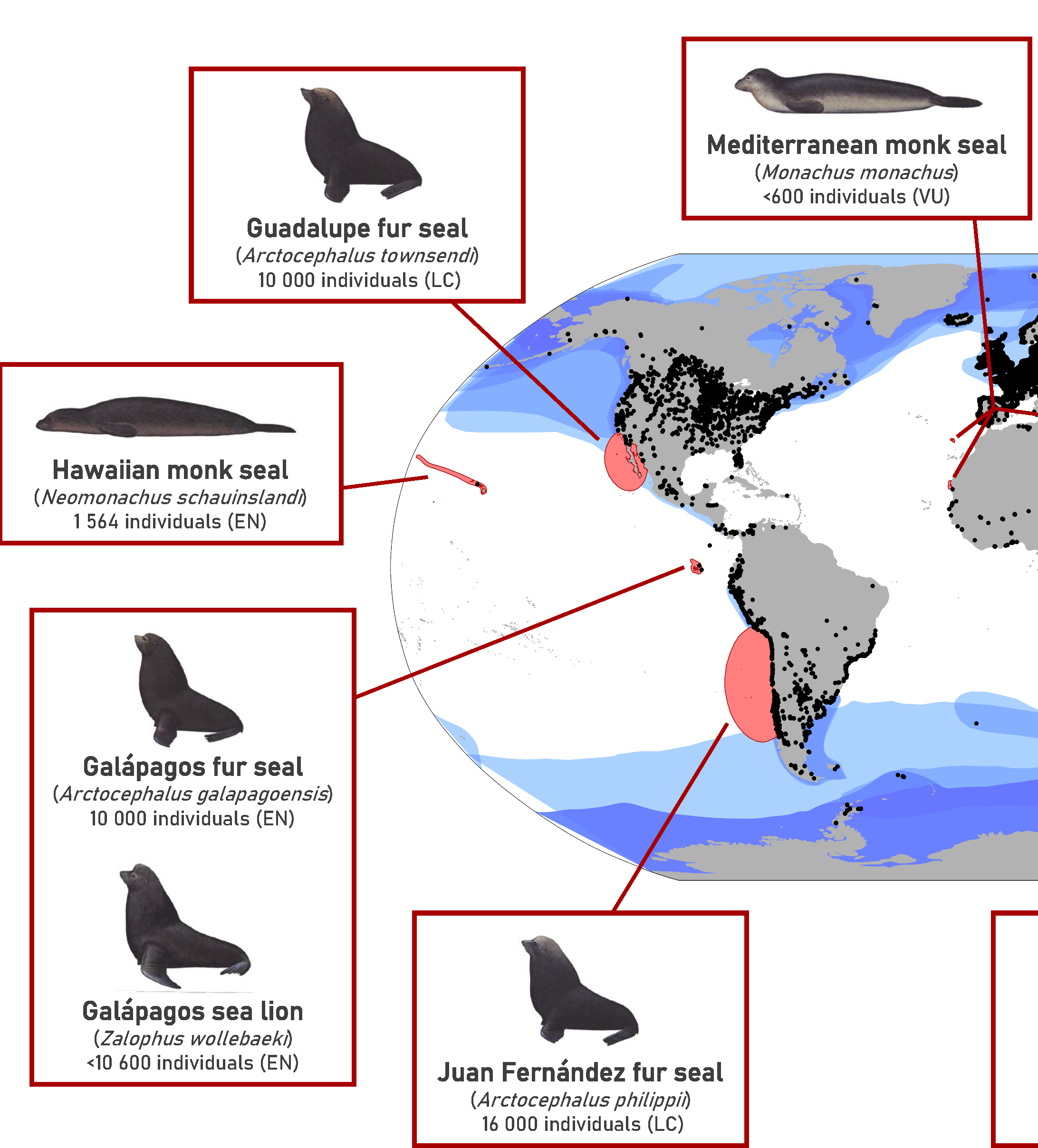 High pathogenicity avian influenza in pinniped conservation
