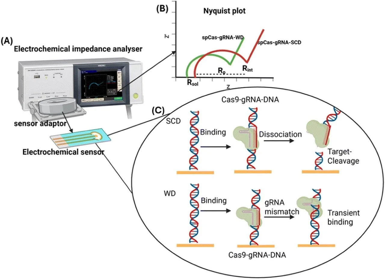 Biophysical characterization of spCas9 binding and cleavage using real-time electronic biosensors