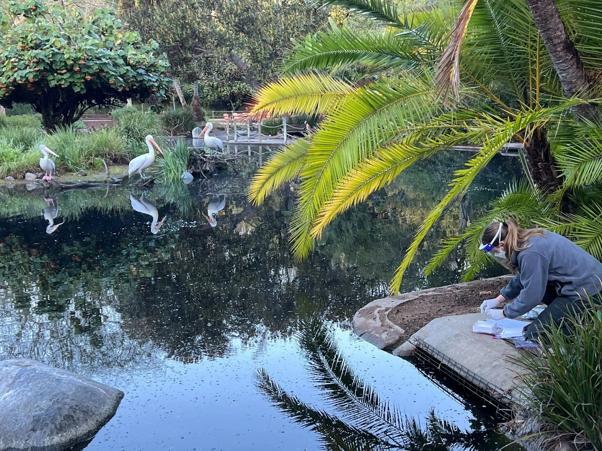 Sample collection, San Diego Zoo Safari Park
