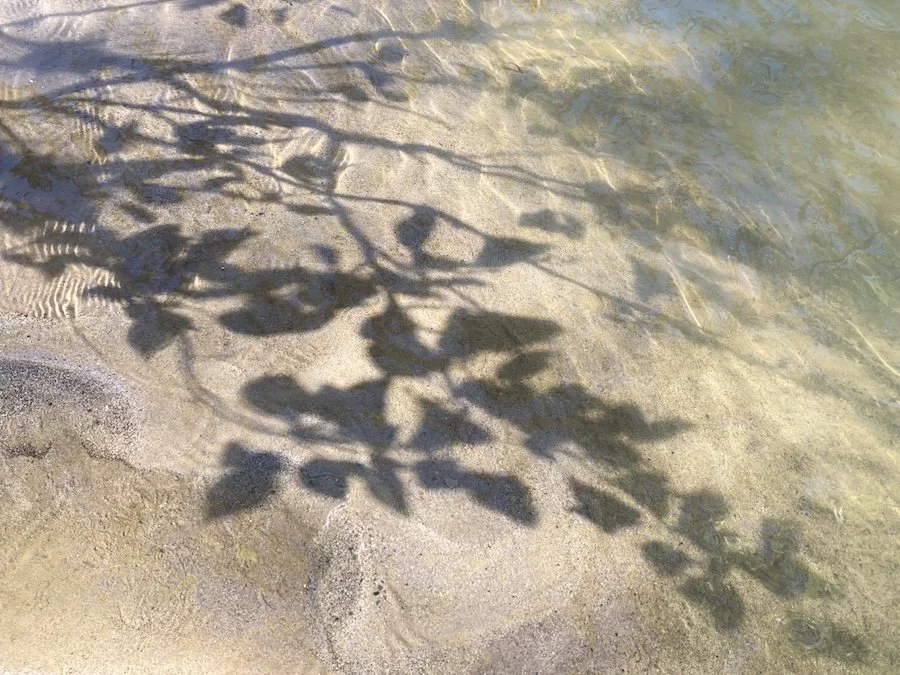 Shadow of tree branches and leaves cast onto a sandy beach near the water.