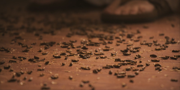 roaches.PNG