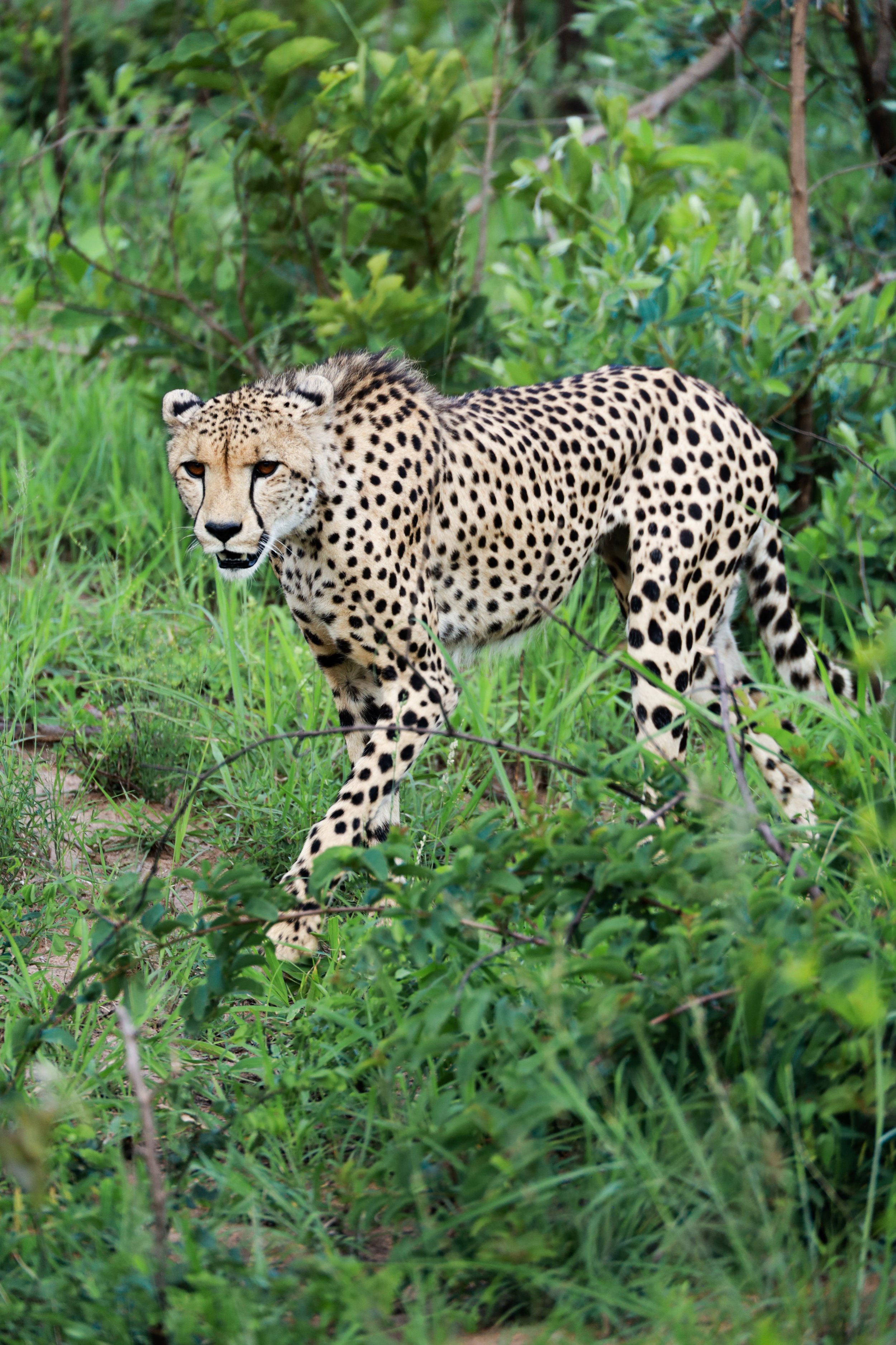 Studio Hancock, Wildlife Photography, Nature Photography, Professional Wildlife Photographer, South African Wildlife Photos, Safari Photography, Cheetah