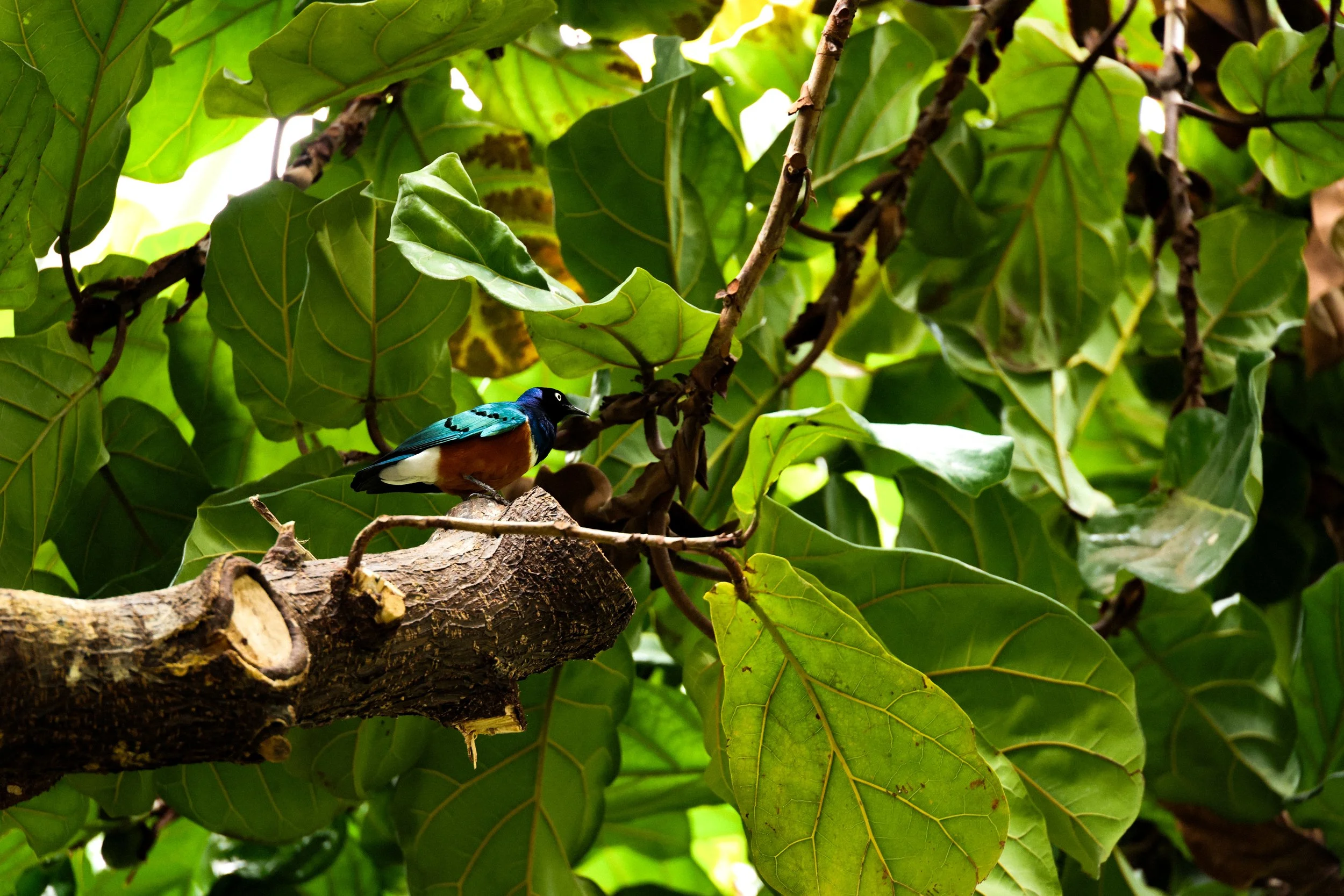 Studio Hancock, Wildlife Photography, Nature Photography, Professional Wildlife Photographer, South African Wildlife Photos, Safari Photography, Superb Starling