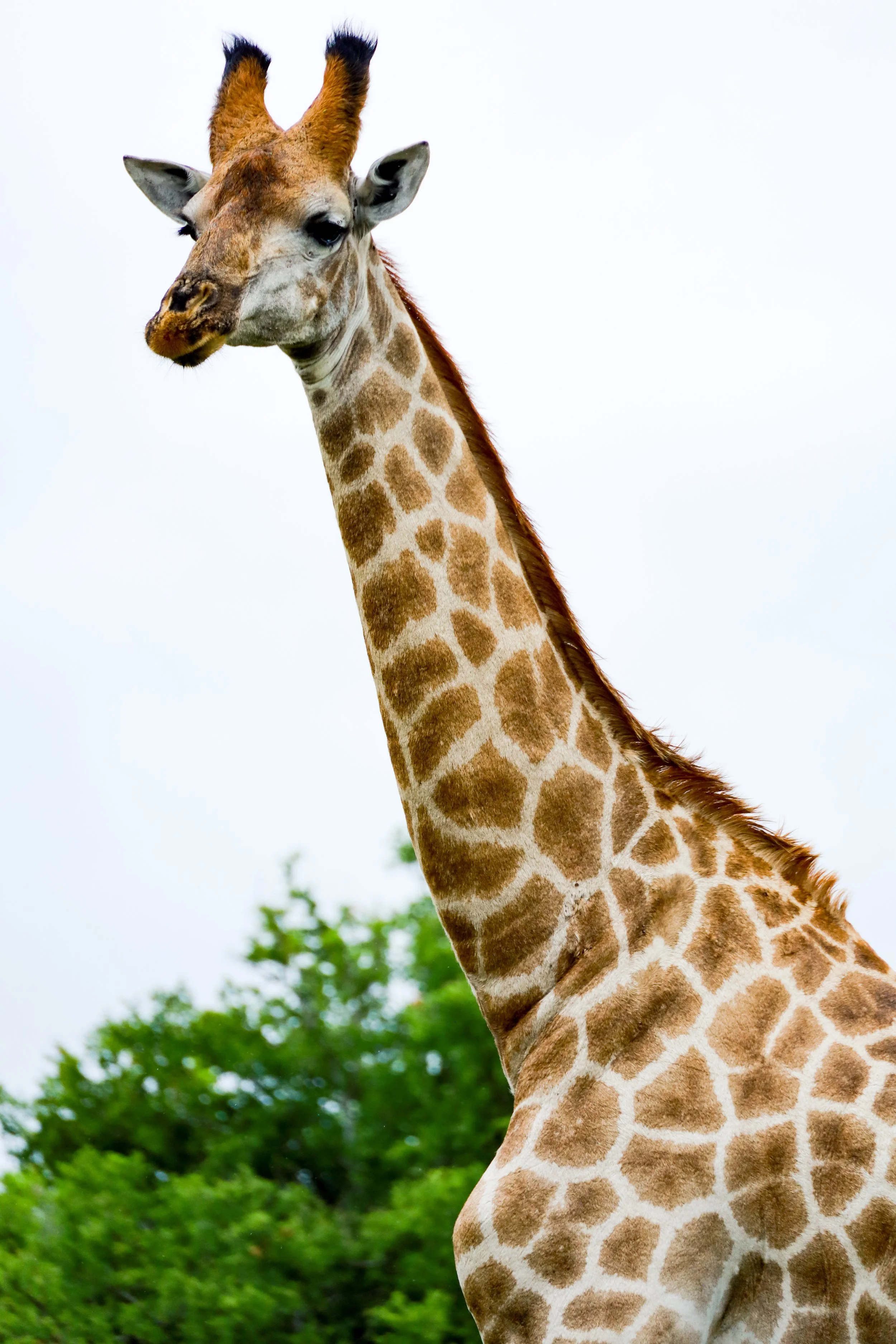 Studio Hancock, Wildlife Photography, Nature Photography, Professional Wildlife Photographer, South African Wildlife Photos, Safari Photography, Giraffe