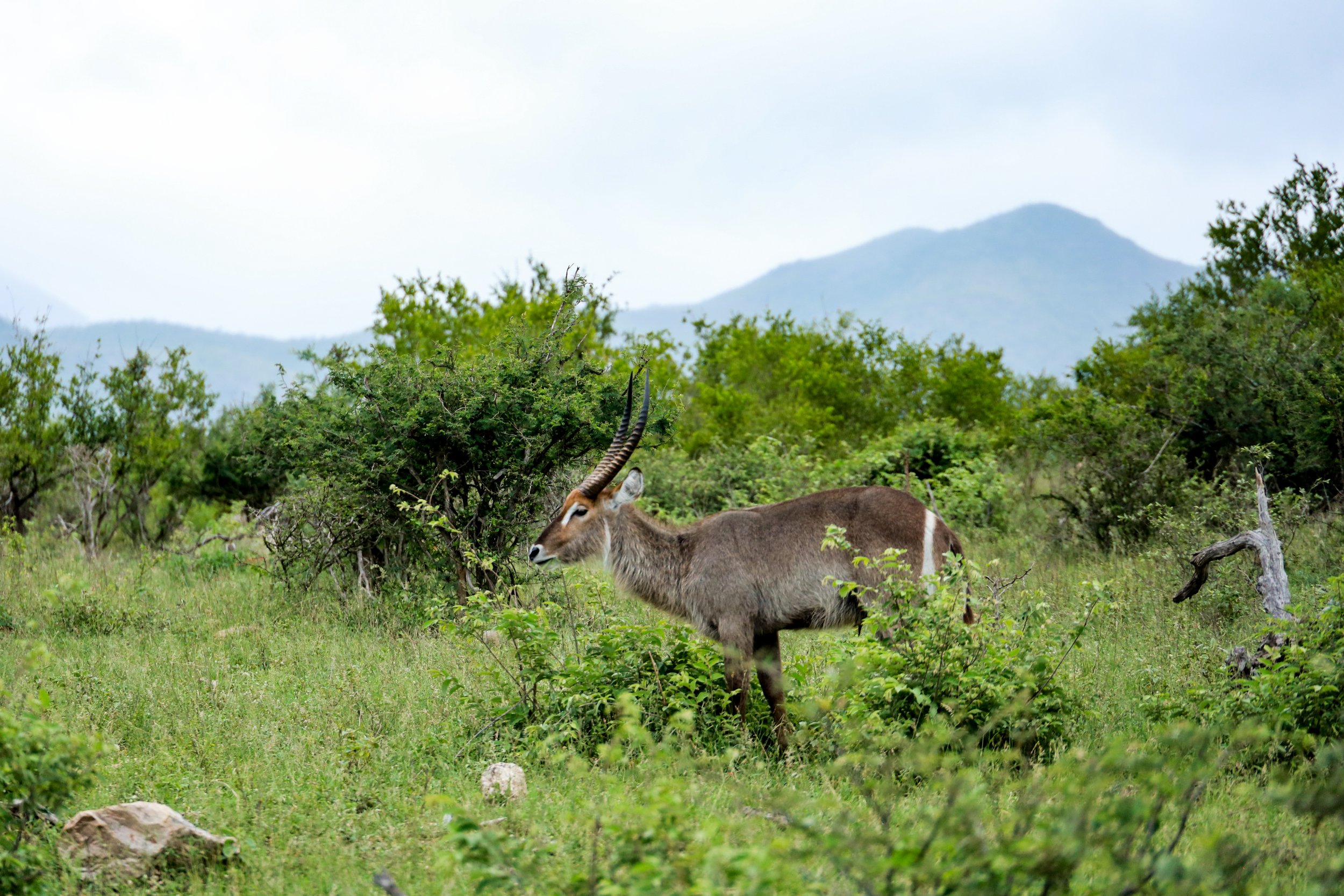 Studio Hancock, Wildlife Photography, Nature Photography, Professional Wildlife Photographer, South African Wildlife Photos, Safari Photography, Waterbuck