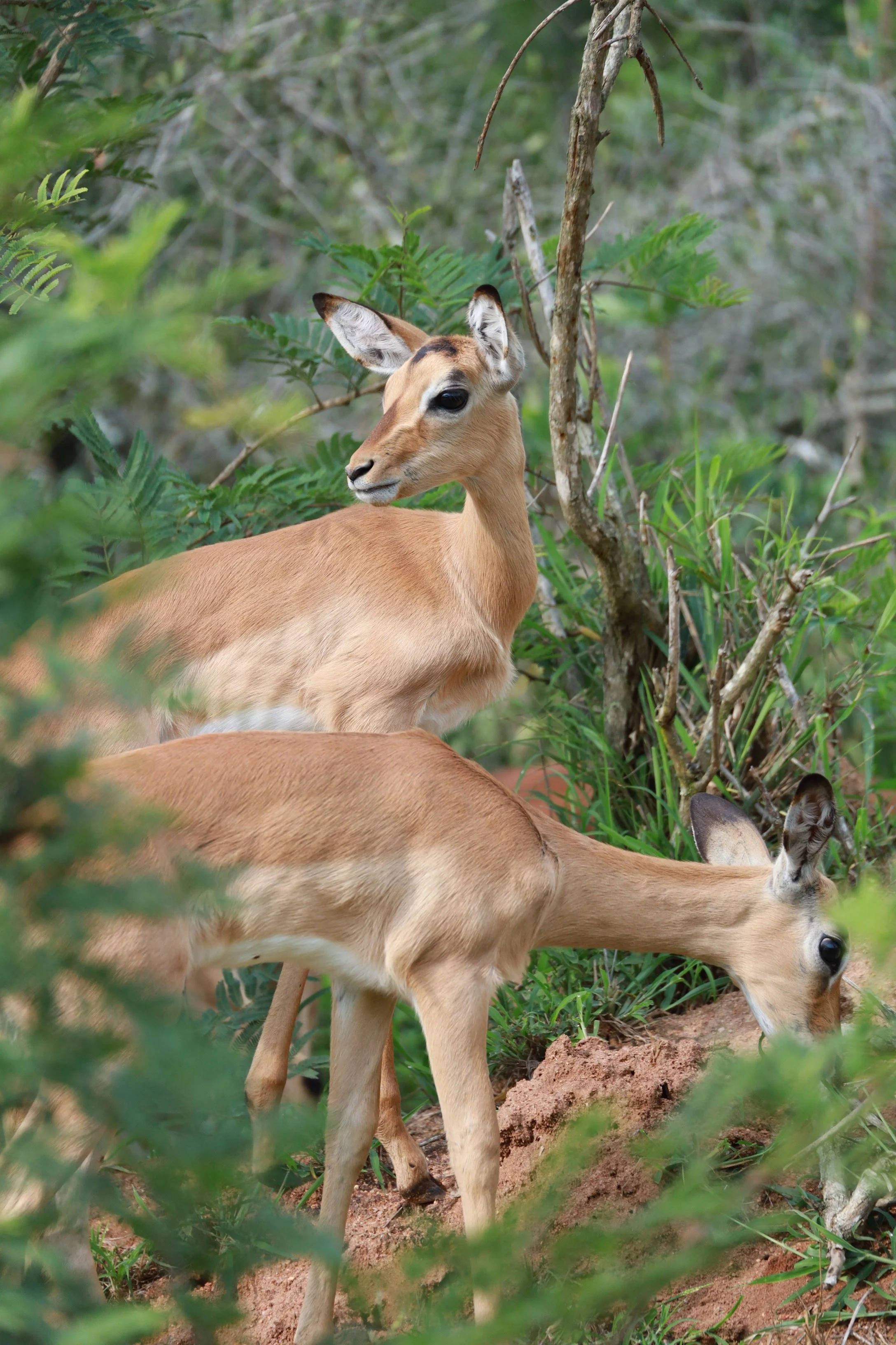Studio Hancock, Wildlife Photography, Nature Photography, Professional Wildlife Photographer, South African Wildlife Photos, Safari Photography, Antelope