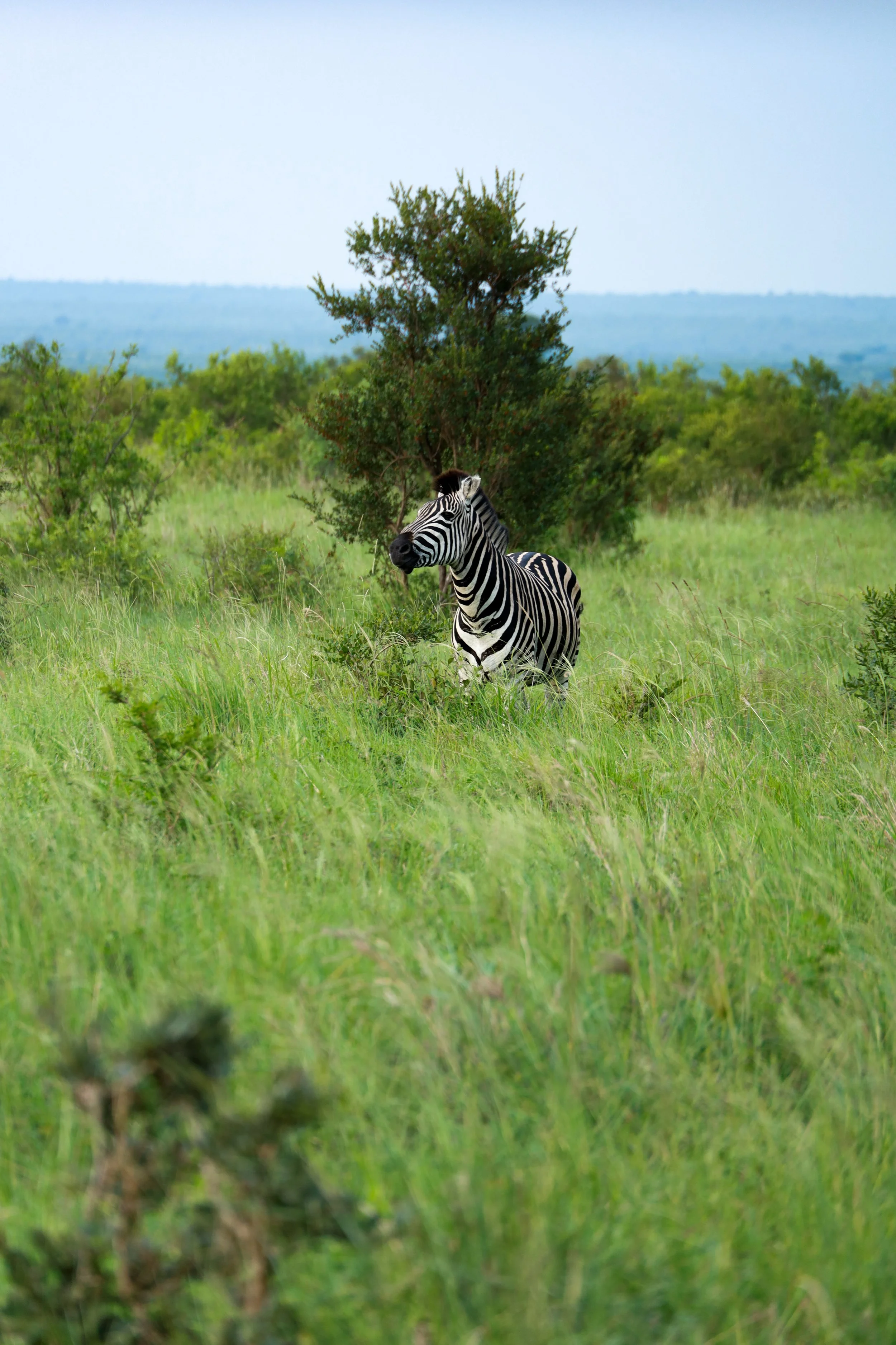 Studio Hancock, Wildlife Photography, Nature Photography, Professional Wildlife Photographer, South African Wildlife Photos, Safari Photography, Zebra