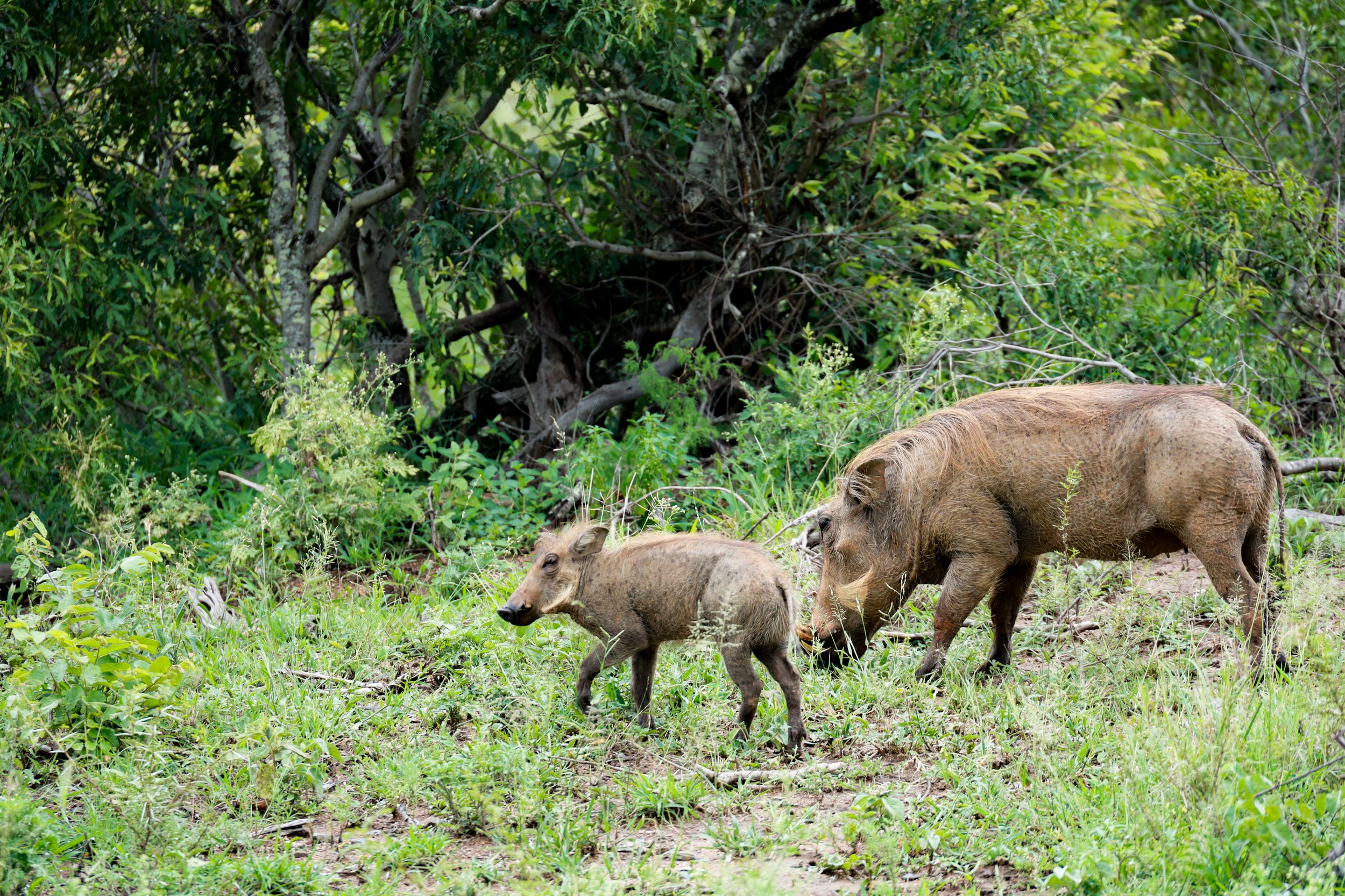 Studio Hancock, Wildlife Photography, Nature Photography, Professional Wildlife Photographer, South African Wildlife Photos, Safari Photography, Warthog
