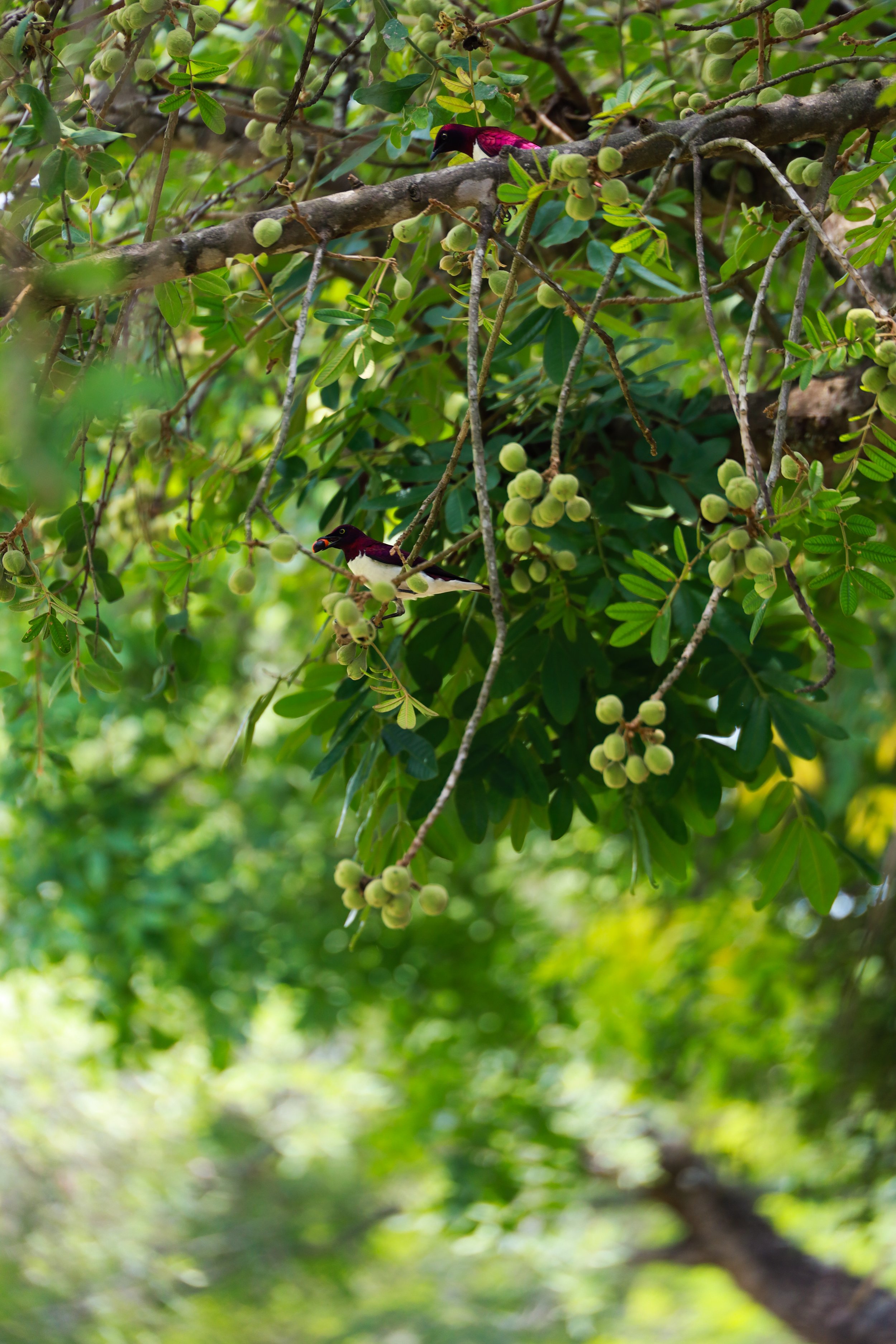 Studio Hancock, Wildlife Photography, Nature Photography, Professional Wildlife Photographer, South African Wildlife Photos, Safari Photography, Violet-Backed Starlings