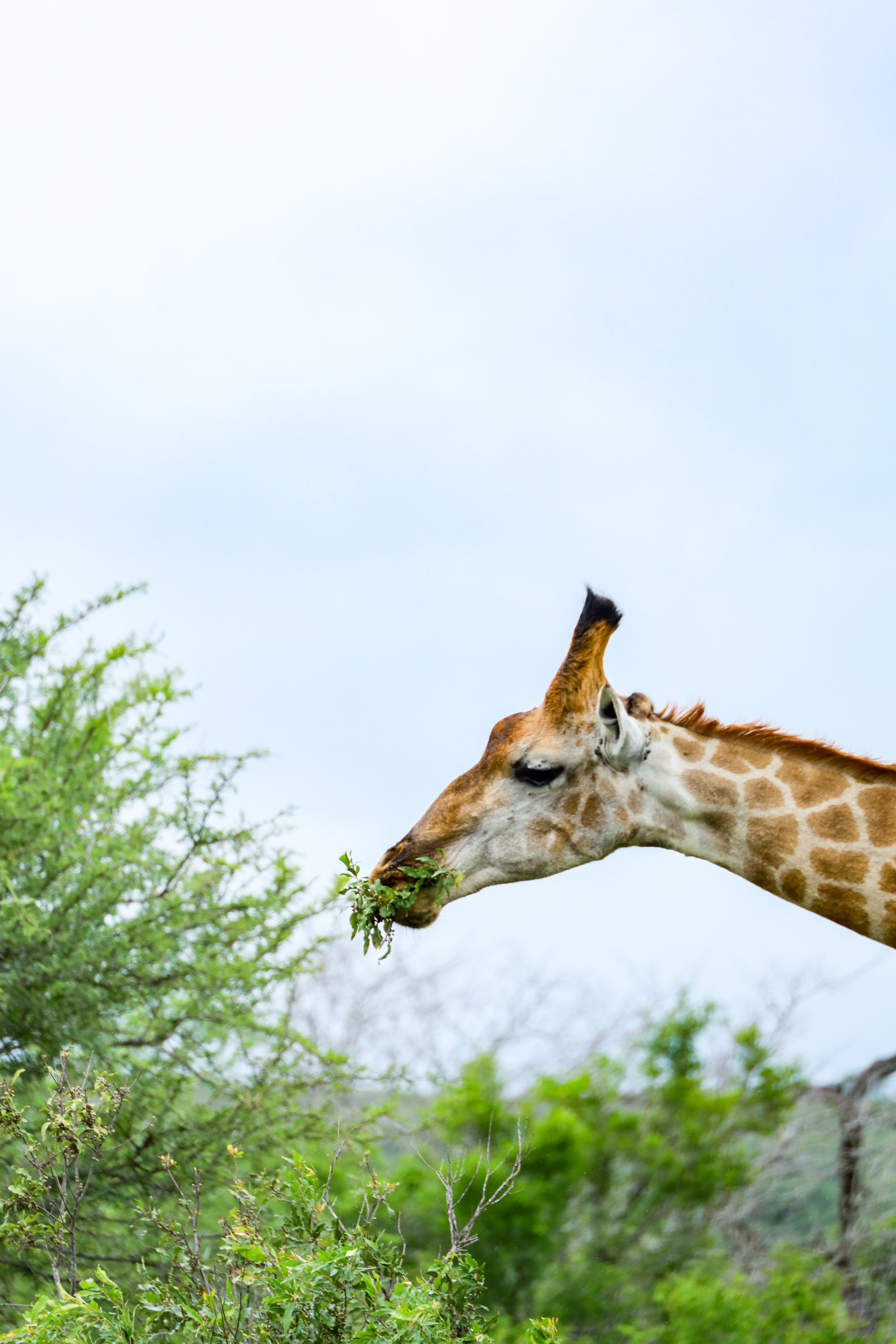 Studio Hancock, Wildlife Photography, Nature Photography, Professional Wildlife Photographer, South African Wildlife Photos, Safari Photography, Giraffe