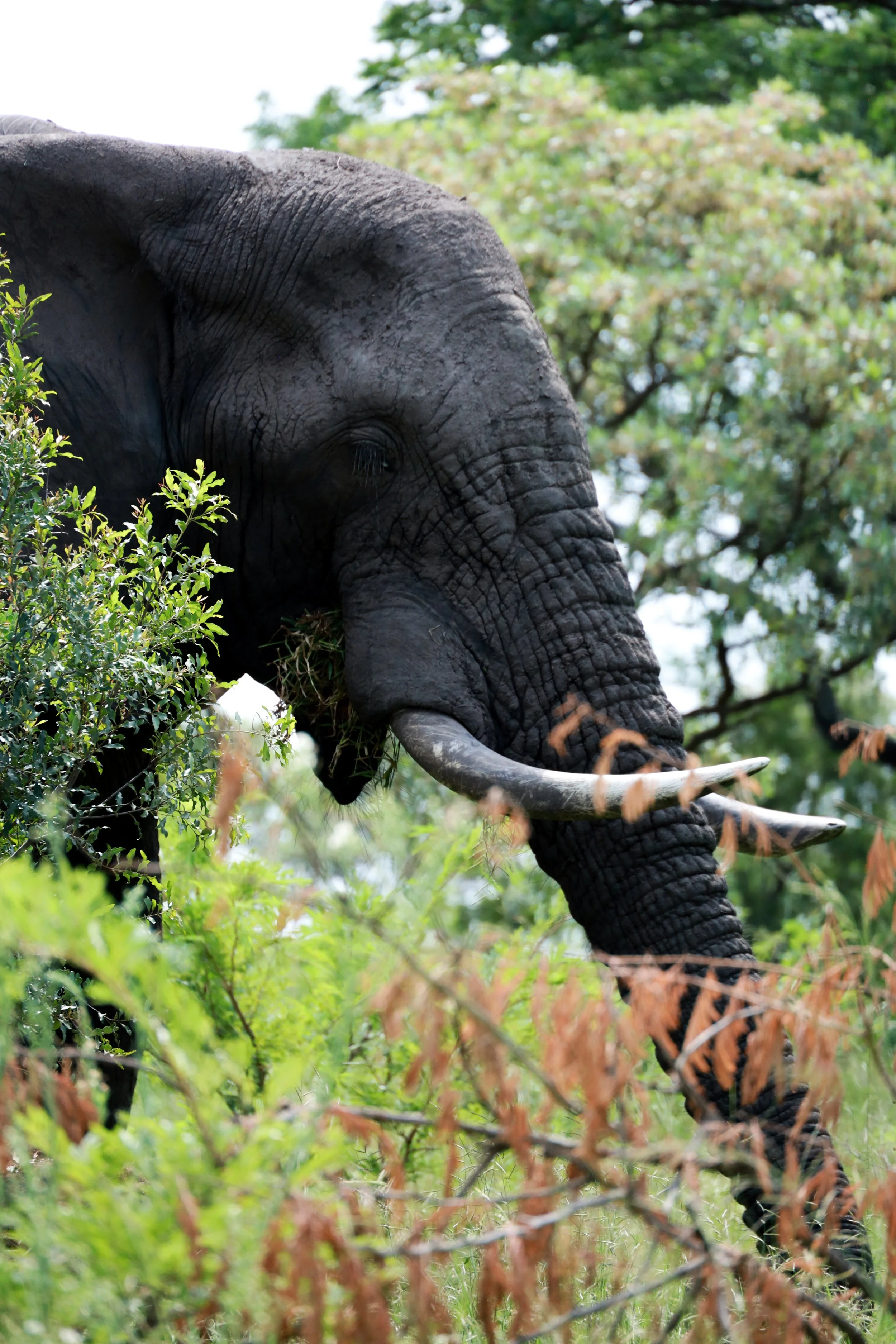 Studio Hancock, Wildlife Photography, Nature Photography, Professional Wildlife Photographer, South African Wildlife Photos, Safari Photography, Elephant