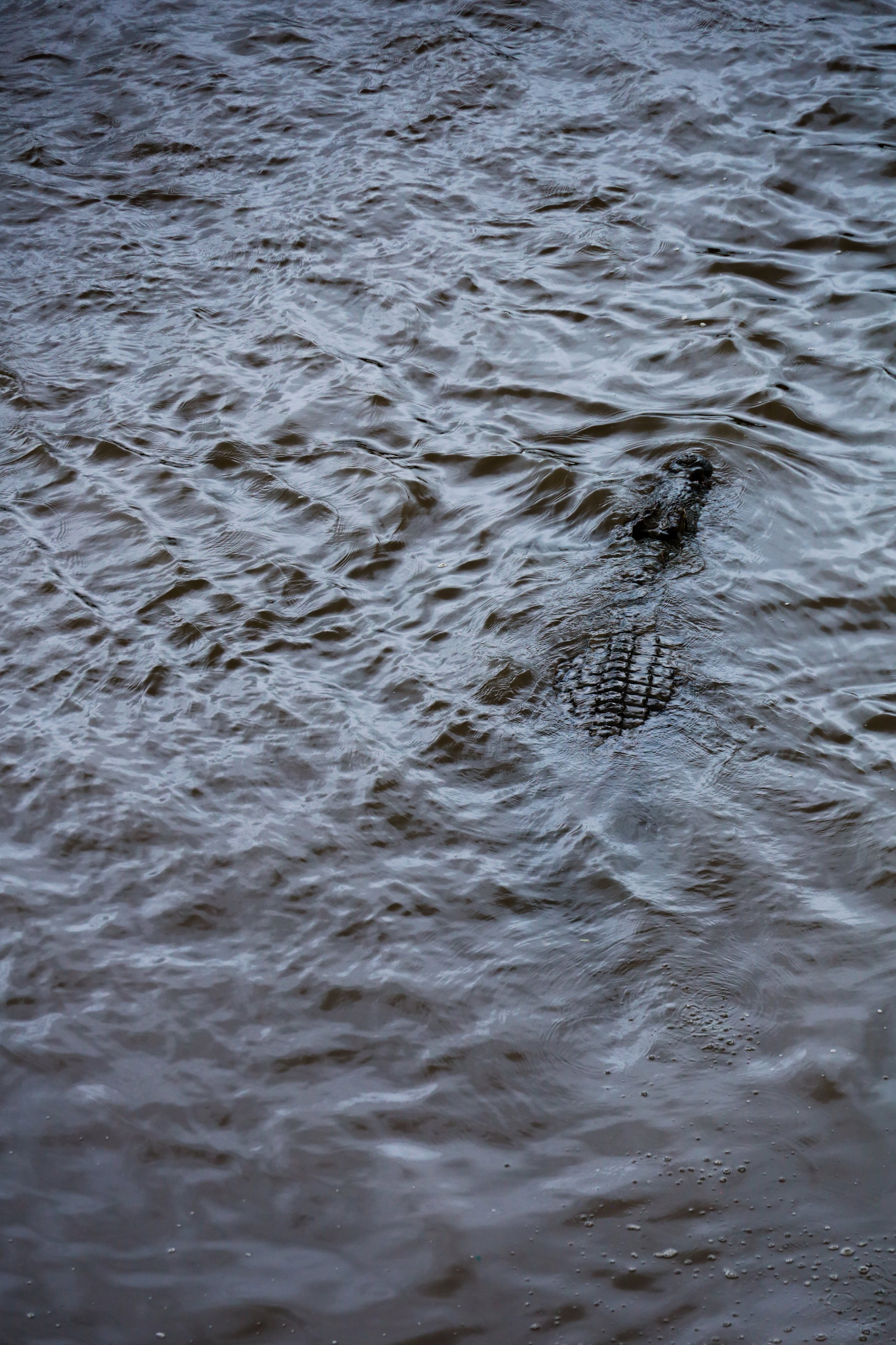 Studio Hancock, Wildlife Photography, Nature Photography, Professional Wildlife Photographer, South African Wildlife Photos, Safari Photography, crocodile