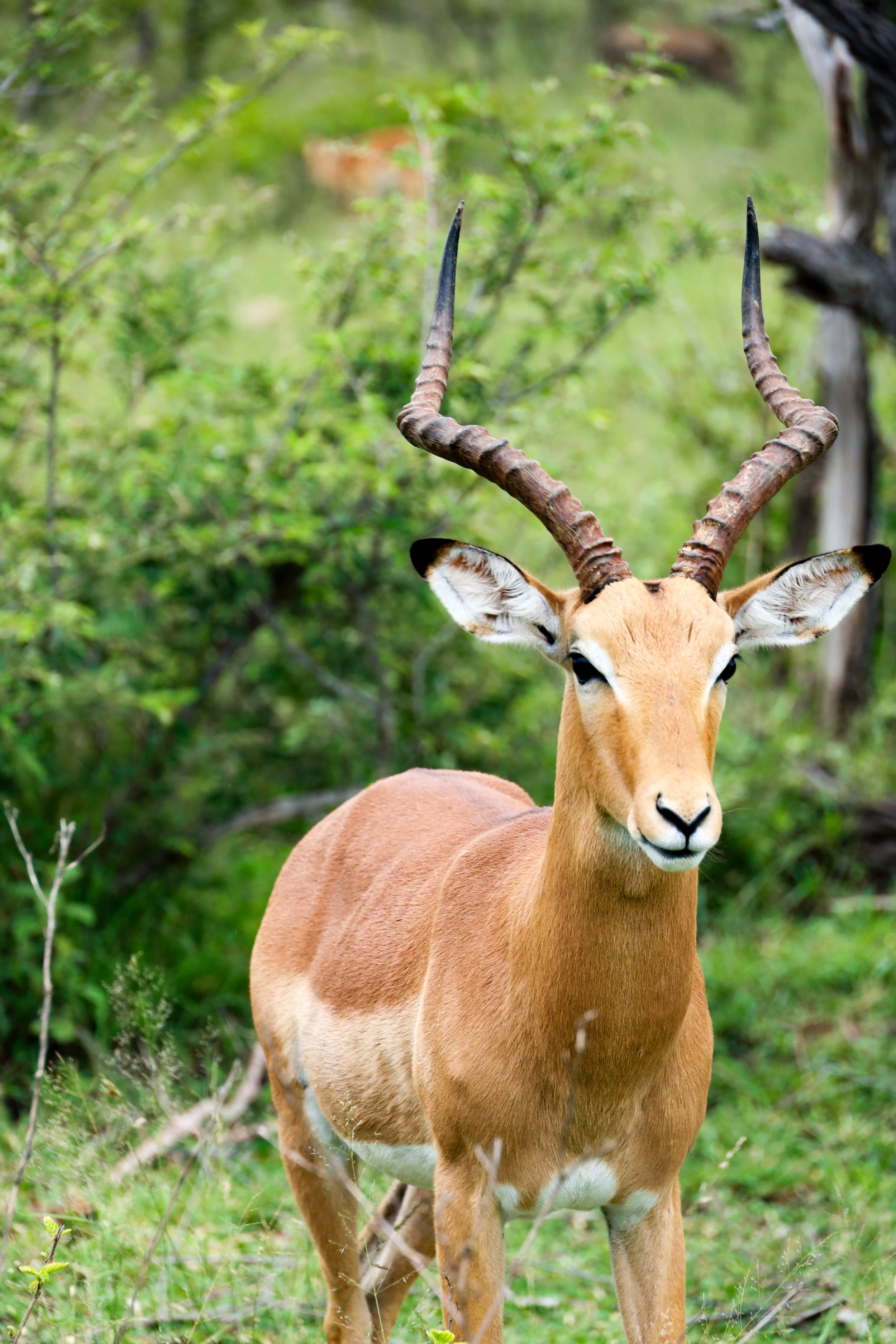 Studio Hancock, Wildlife Photography, Nature Photography, Professional Wildlife Photographer, South African Wildlife Photos, Safari Photography, Antelope