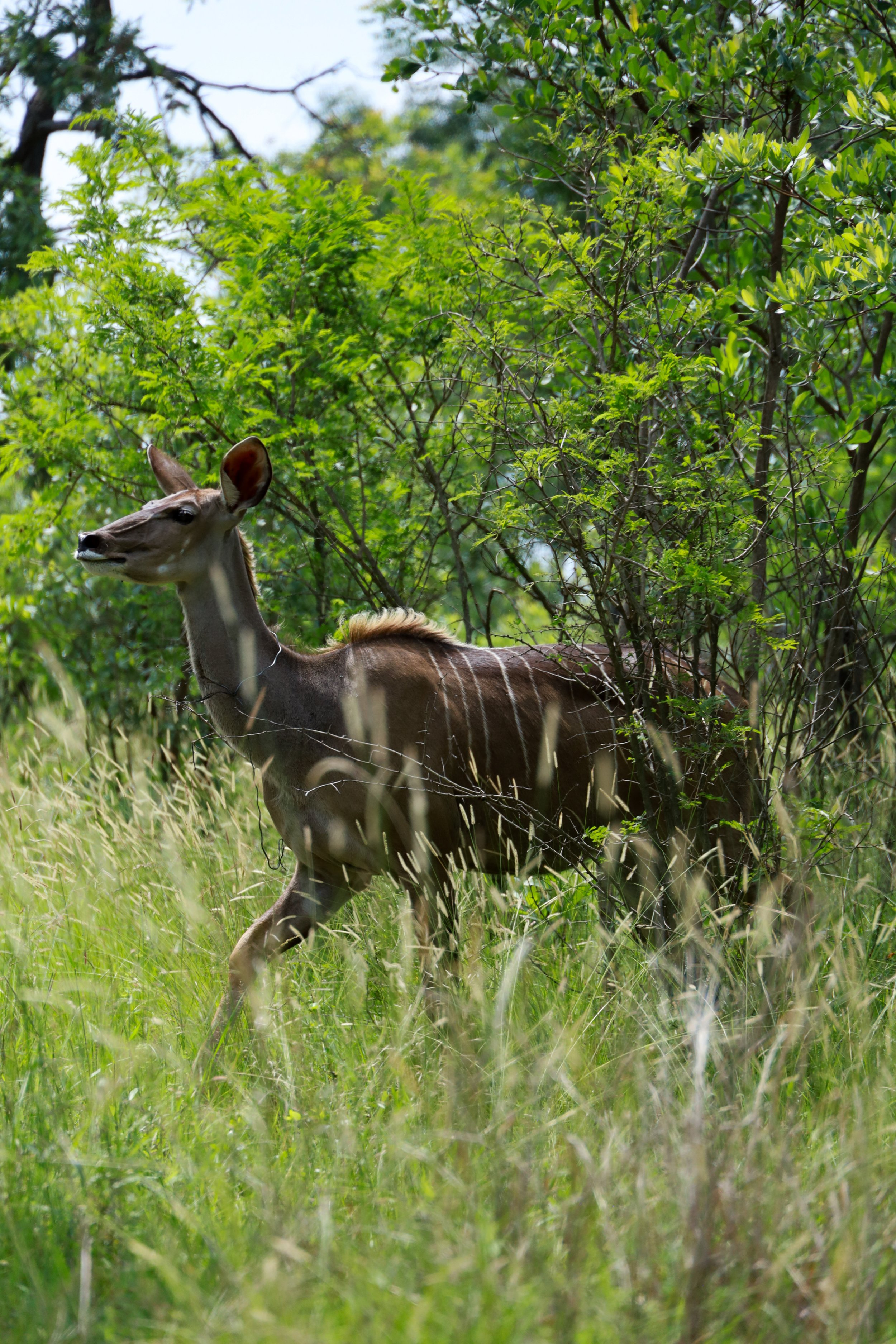 Studio Hancock, Wildlife Photography, Nature Photography, Professional Wildlife Photographer, South African Wildlife Photos, Safari Photography, Kudu
