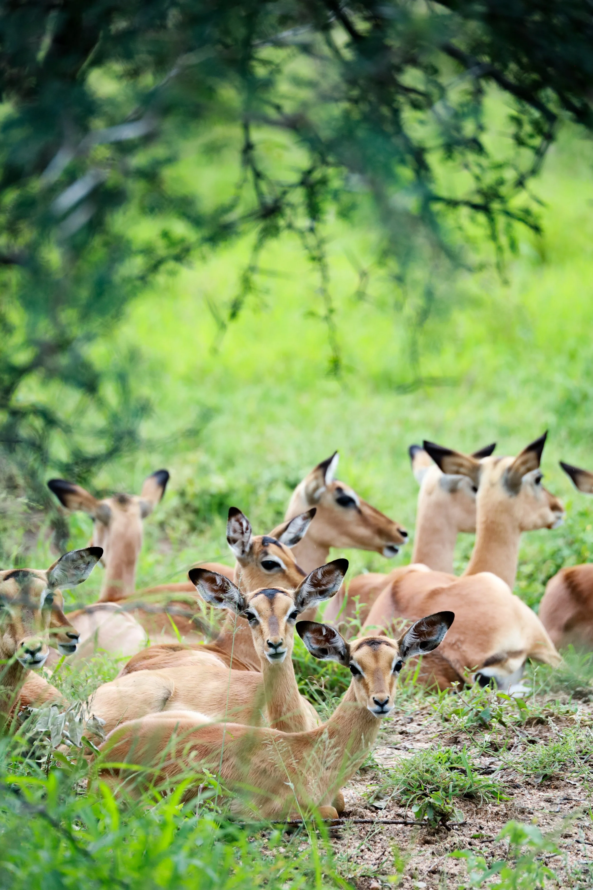 Studio Hancock, Wildlife Photography, Nature Photography, Professional Wildlife Photographer, South African Wildlife Photos, Safari Photography, Antelope