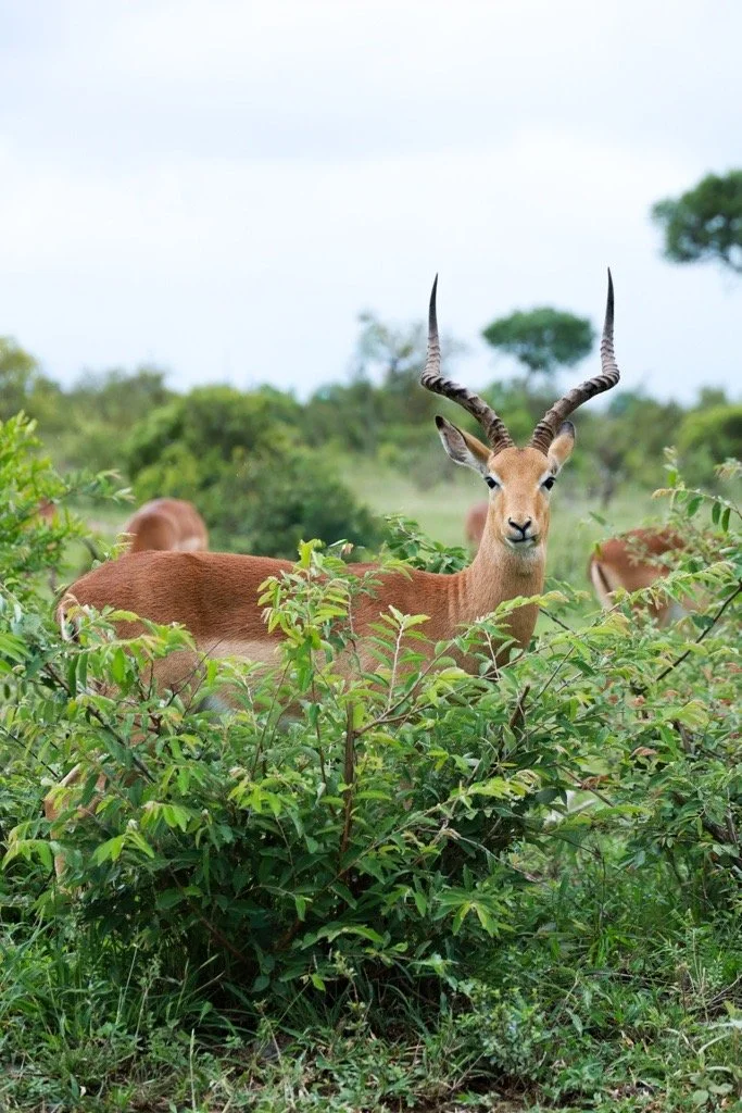 Studio Hancock, Wildlife Photography, Nature Photography, Professional Wildlife Photographer, South African Wildlife Photos, Safari Photography, Antelope