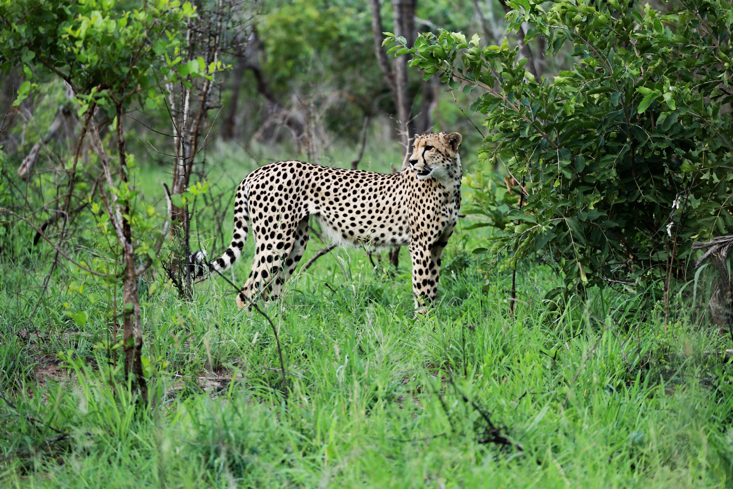 Studio Hancock, Wildlife Photography, Nature Photography, Professional Wildlife Photographer, South African Wildlife Photos, Safari Photography, Cheetah