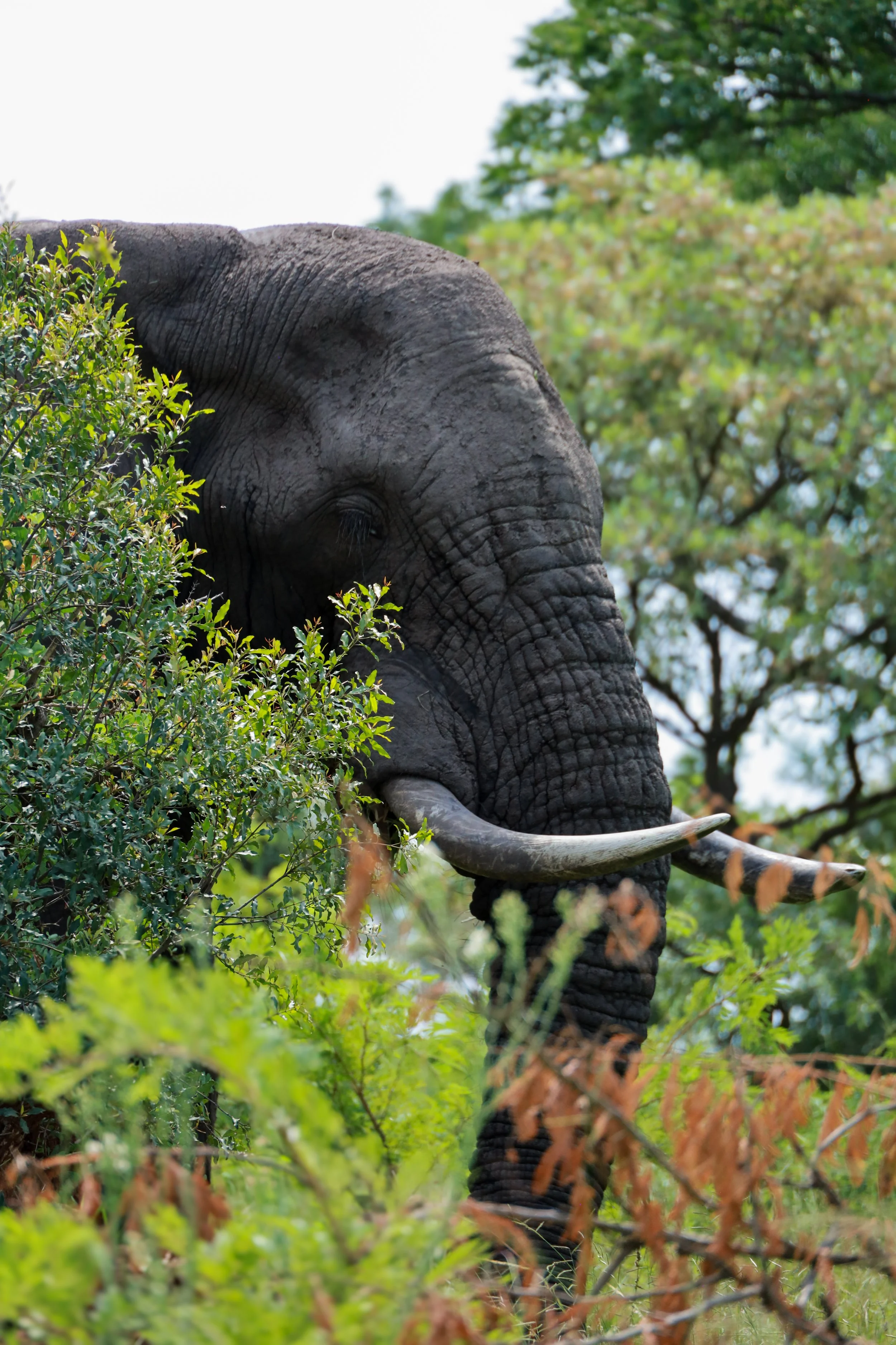 Studio Hancock, Wildlife Photography, Nature Photography, Professional Wildlife Photographer, South African Wildlife Photos, Safari Photography, Elephant