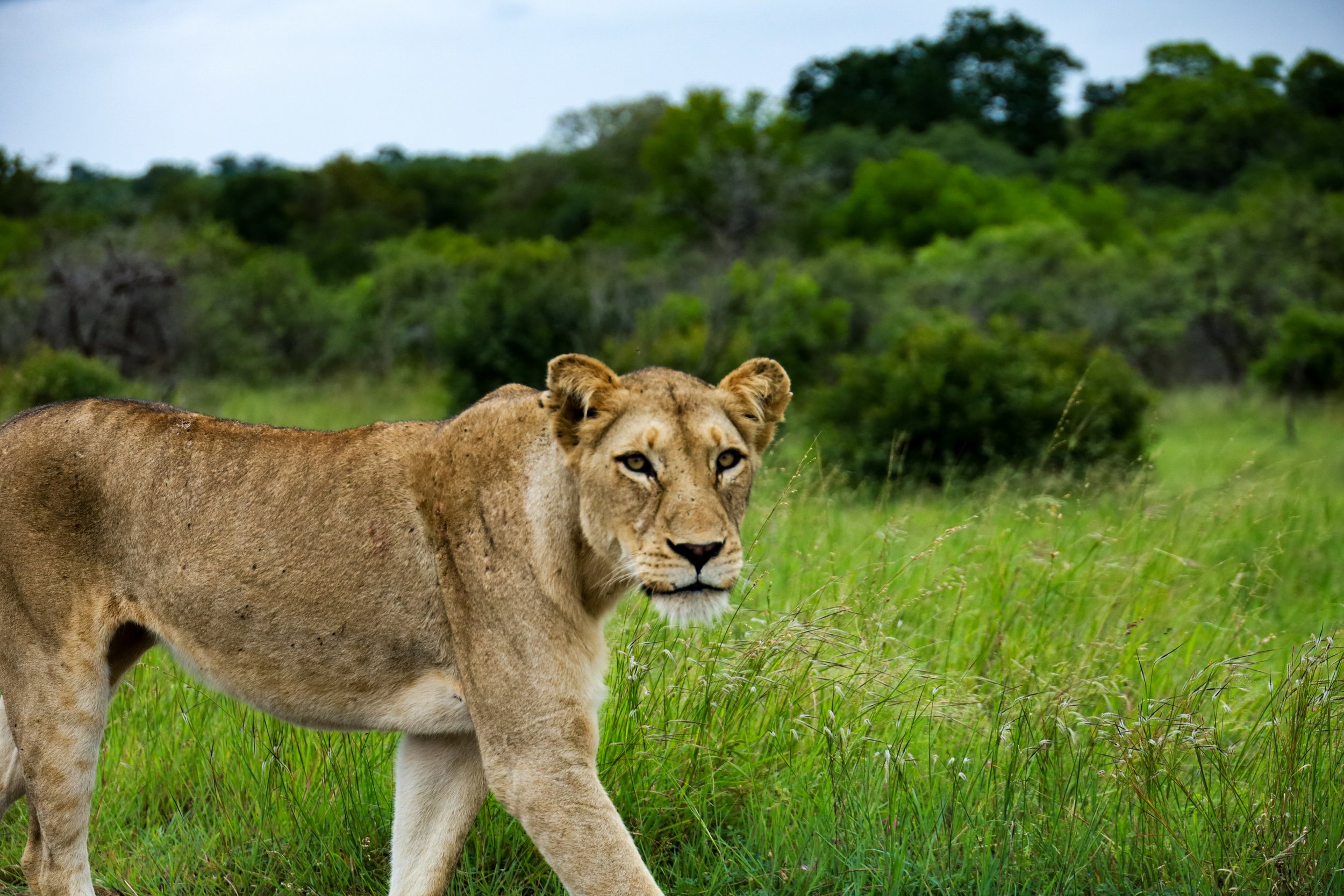 Studio Hancock, Wildlife Photography, Nature Photography, Professional Wildlife Photographer, South African Wildlife Photos, Safari Photography, Lion