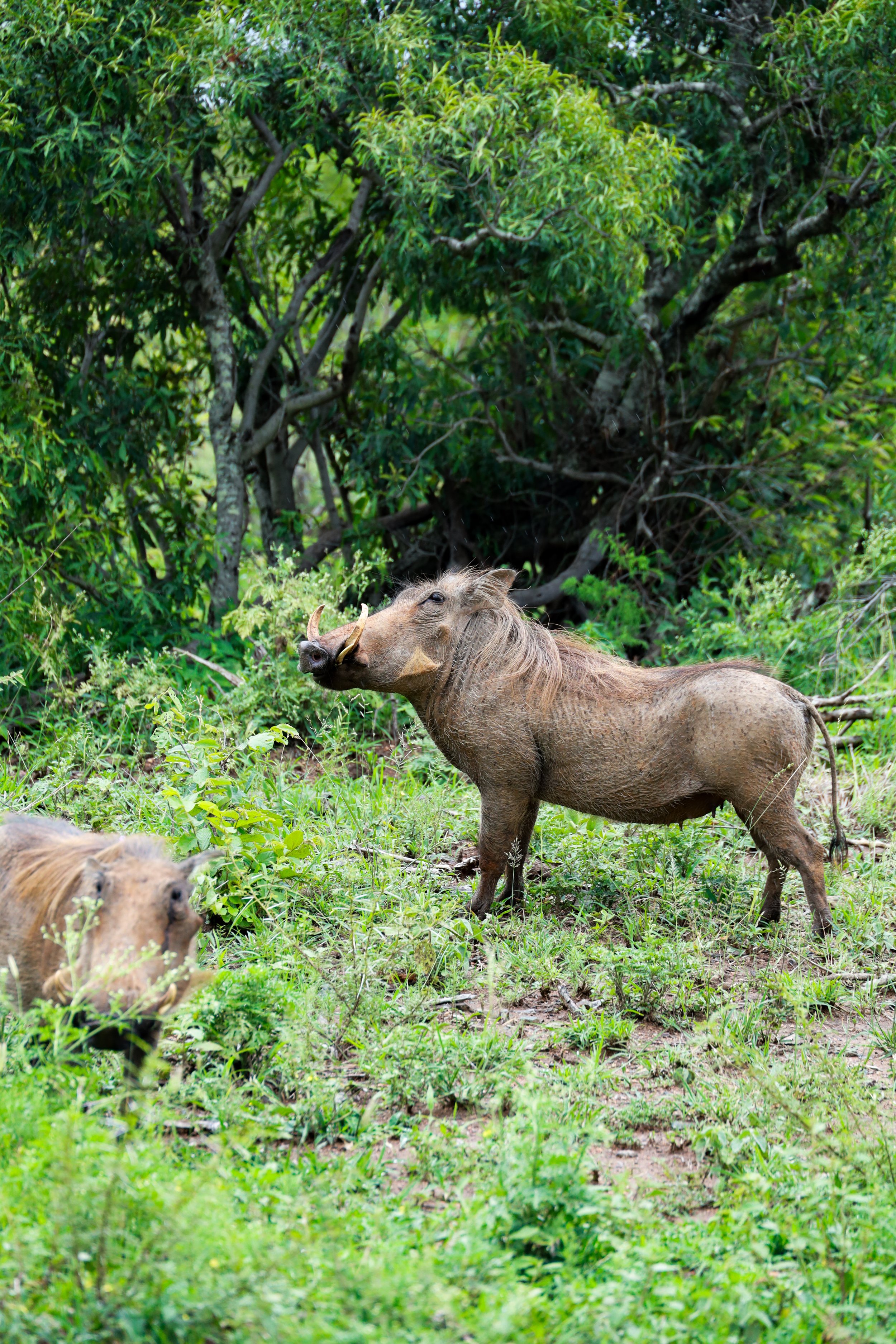 Studio Hancock, Wildlife Photography, Nature Photography, Professional Wildlife Photographer, South African Wildlife Photos, Safari Photography, Warthog