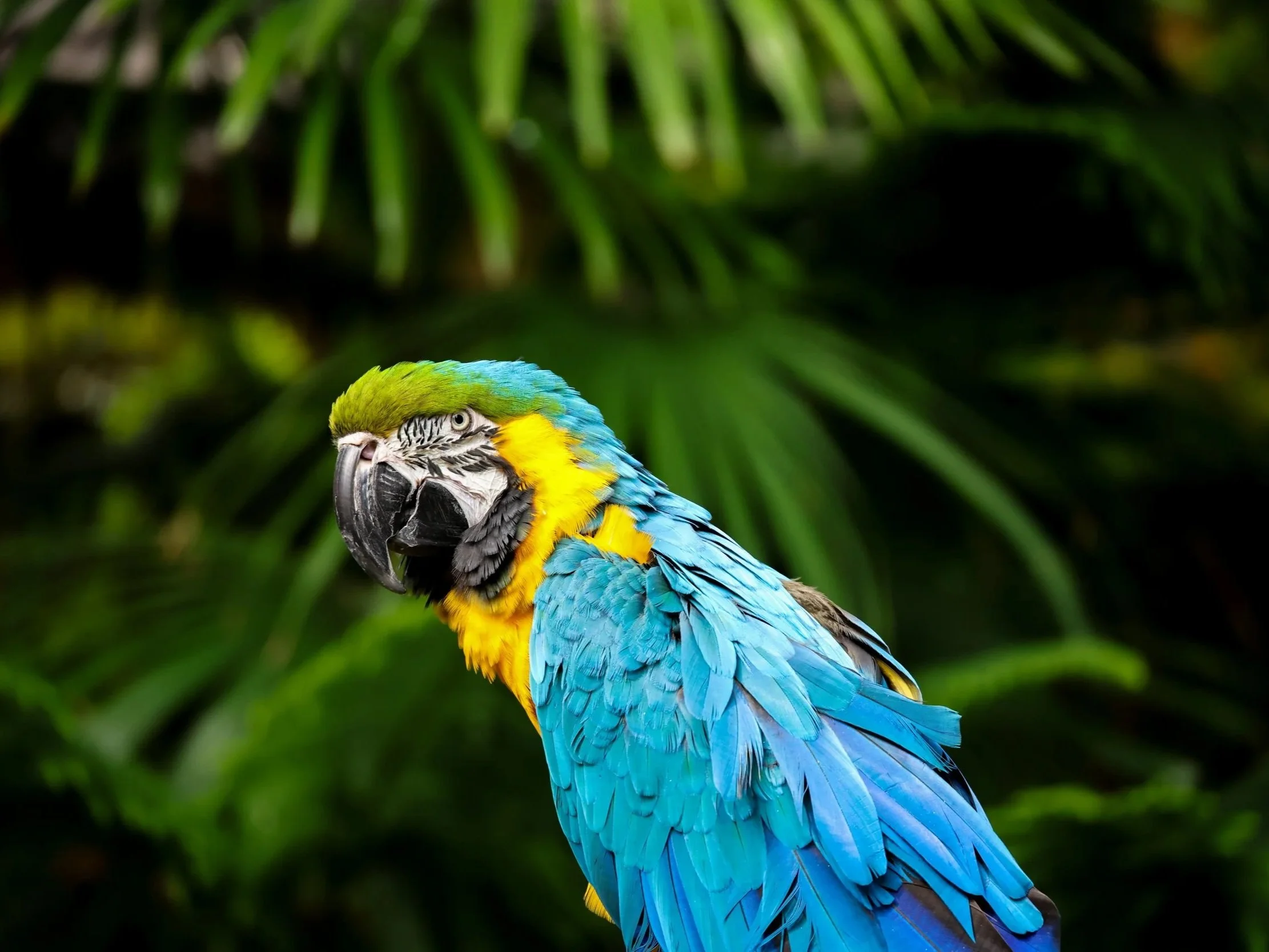 Studio Hancock, Wildlife Photography, Nature Photography, Professional Wildlife Photographer, South African Wildlife Photos, Safari Photography, Macaw